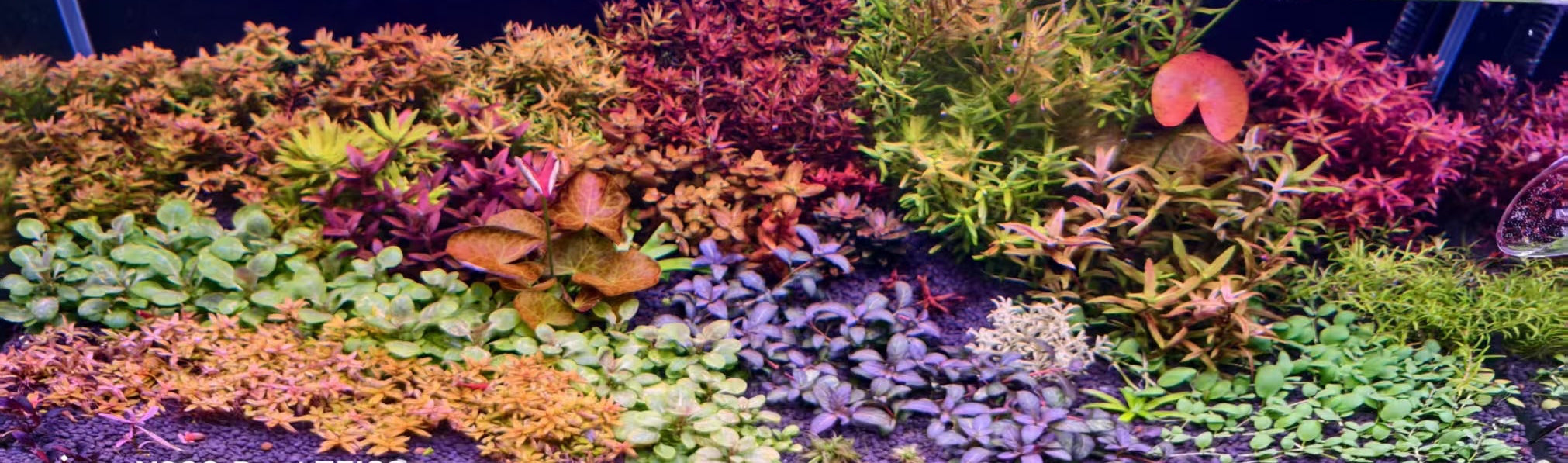 Aquarium with vibrant aquatic plants and a fish, illuminated by a light source.