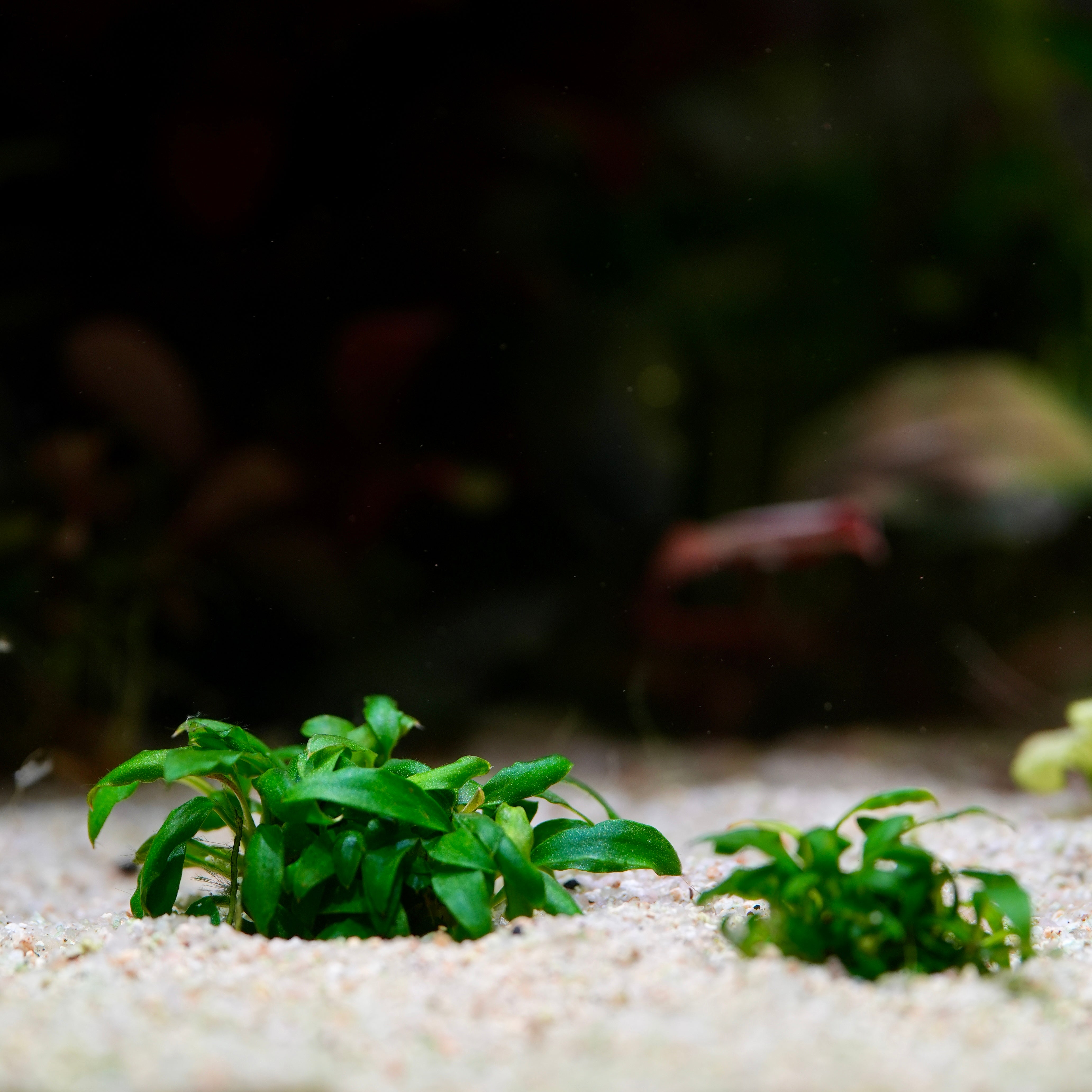Anubias Barteri Var. Glabra - Tropical Aquarium Plant - CloudAqua