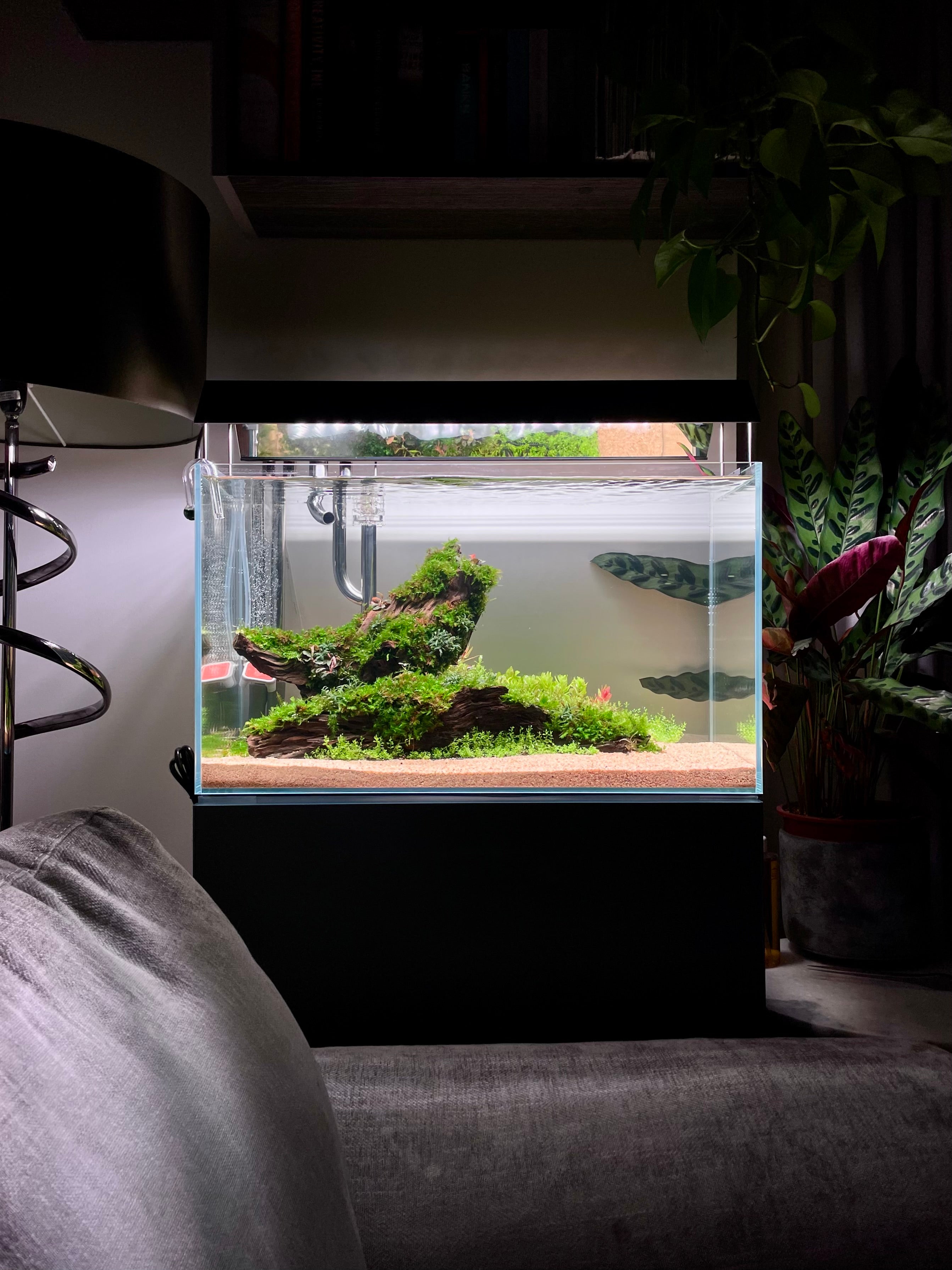 A lit freshwater aquarium with green aquatic plants, driftwood, and a sandy substrate, displayed on a black stand in a dimly lit living room next to a sofa and plants.