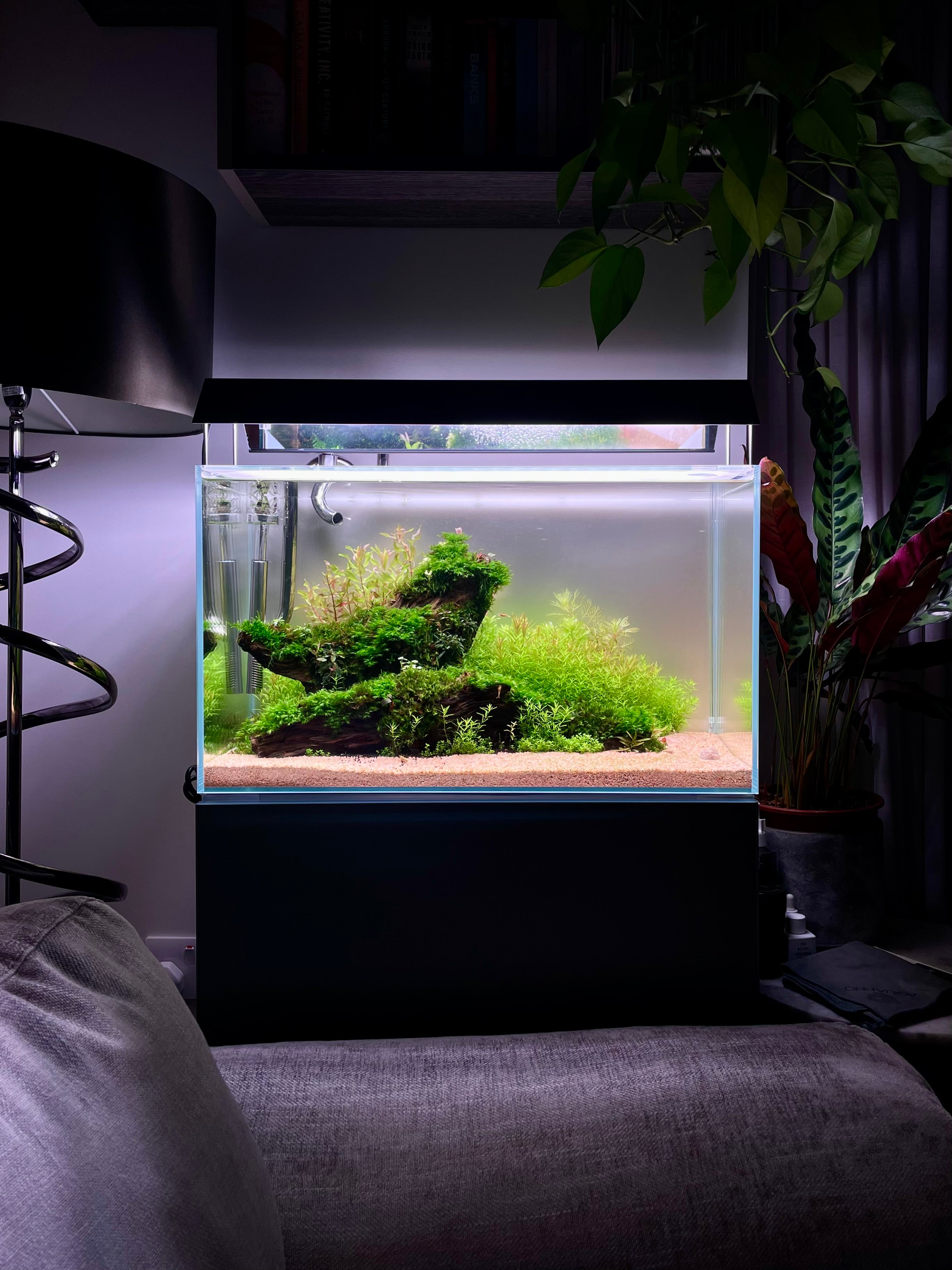 A small rectangular glass aquarium with a black stand, filled with green moss, driftwood, and sand, placed on a sofa in a dimly lit living room with plants and a lamp visible.