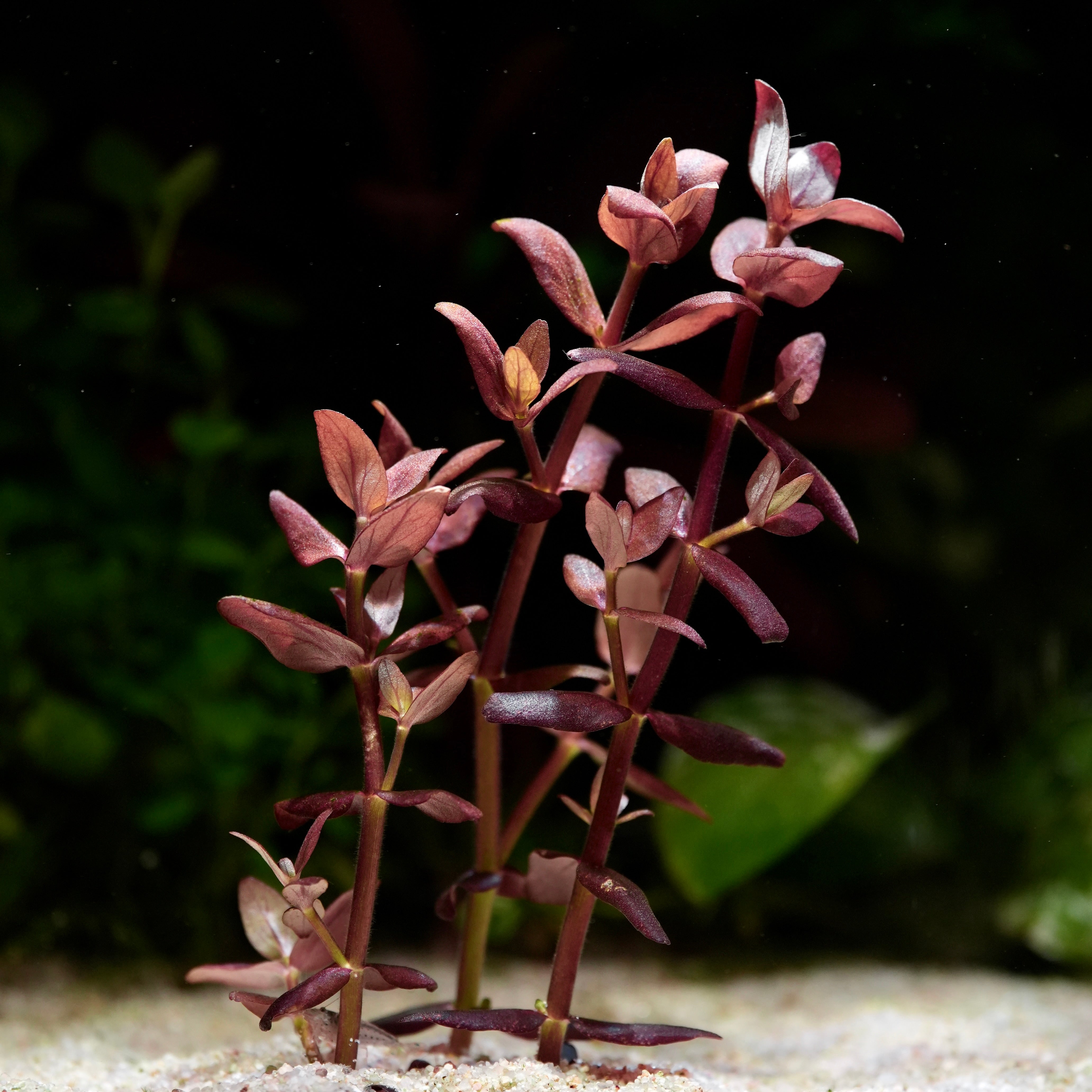 Stems of purple aquatic plant Bacopa Salzmannii in sand