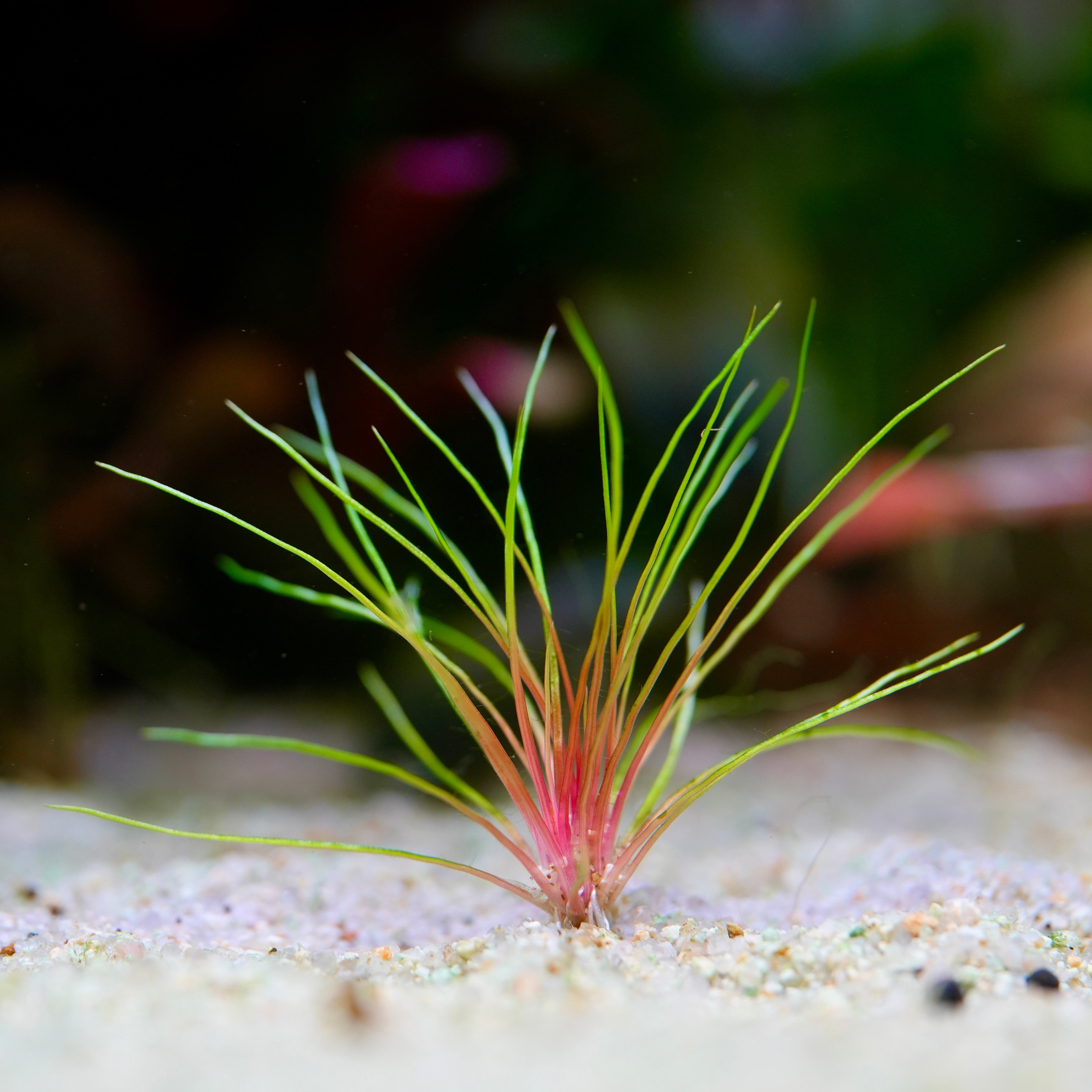 Aquatic plant Centrolepsis drummondiana blood vomit with green and red leaves on a sandy substrate