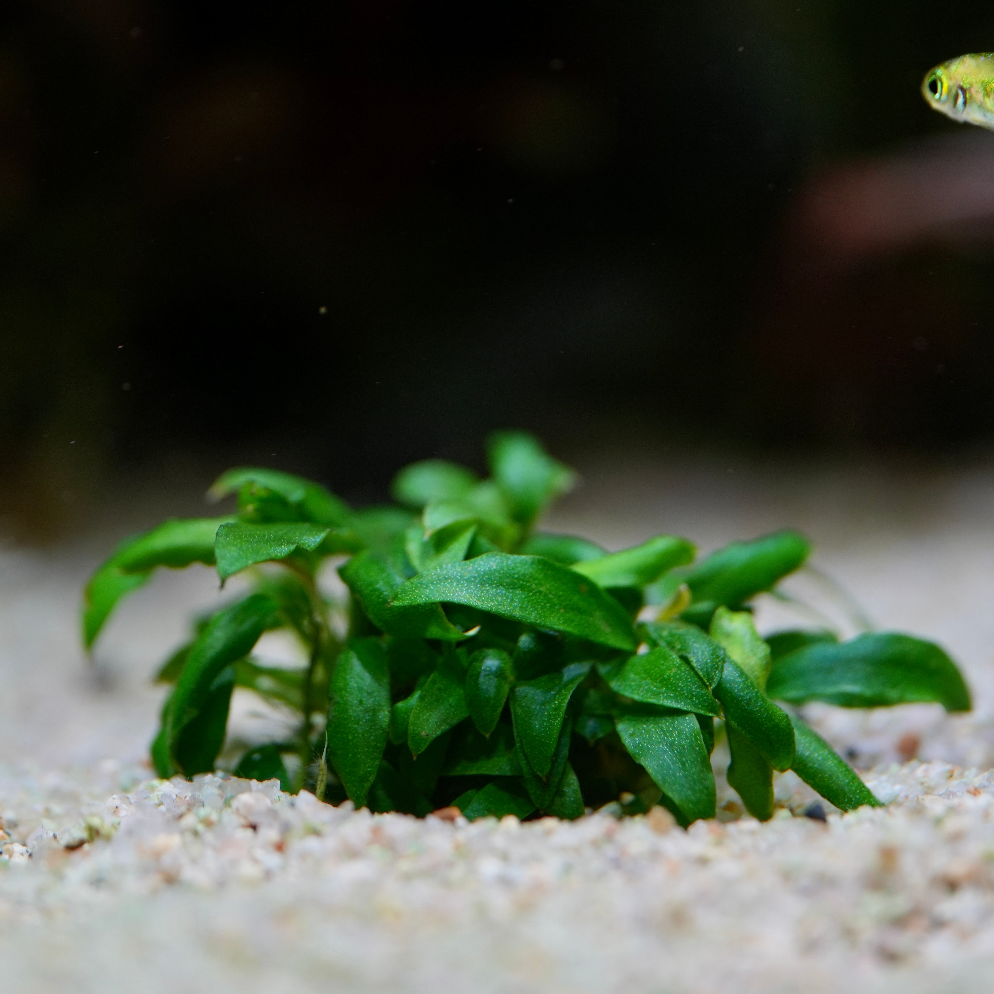 Anubias Barteri Var. Glabra - Tropical Aquarium Plant - CloudAqua