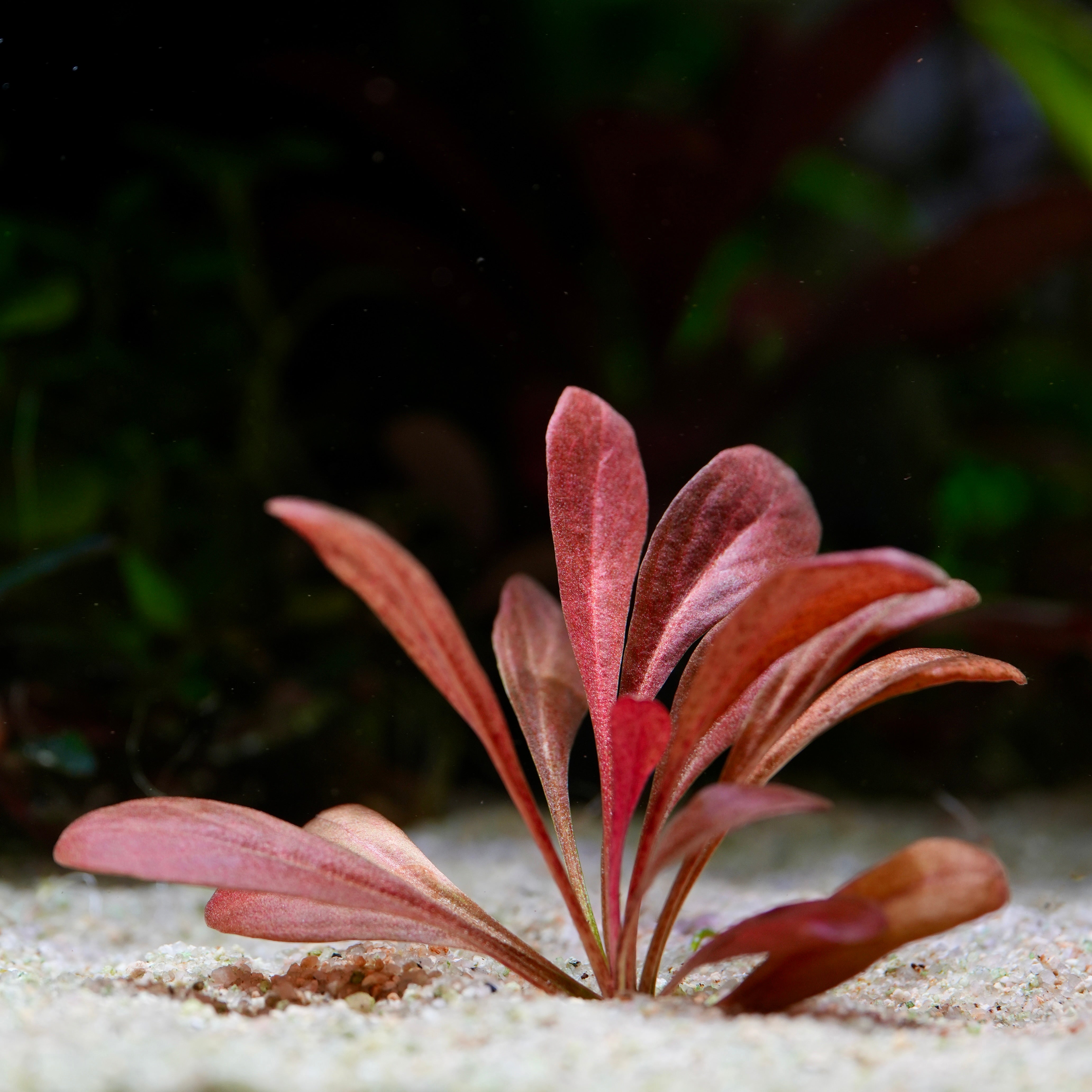 Lysimachia Parvifolia (Samolus Parviflorus) - Rare Aquarium Plant - CloudAqua