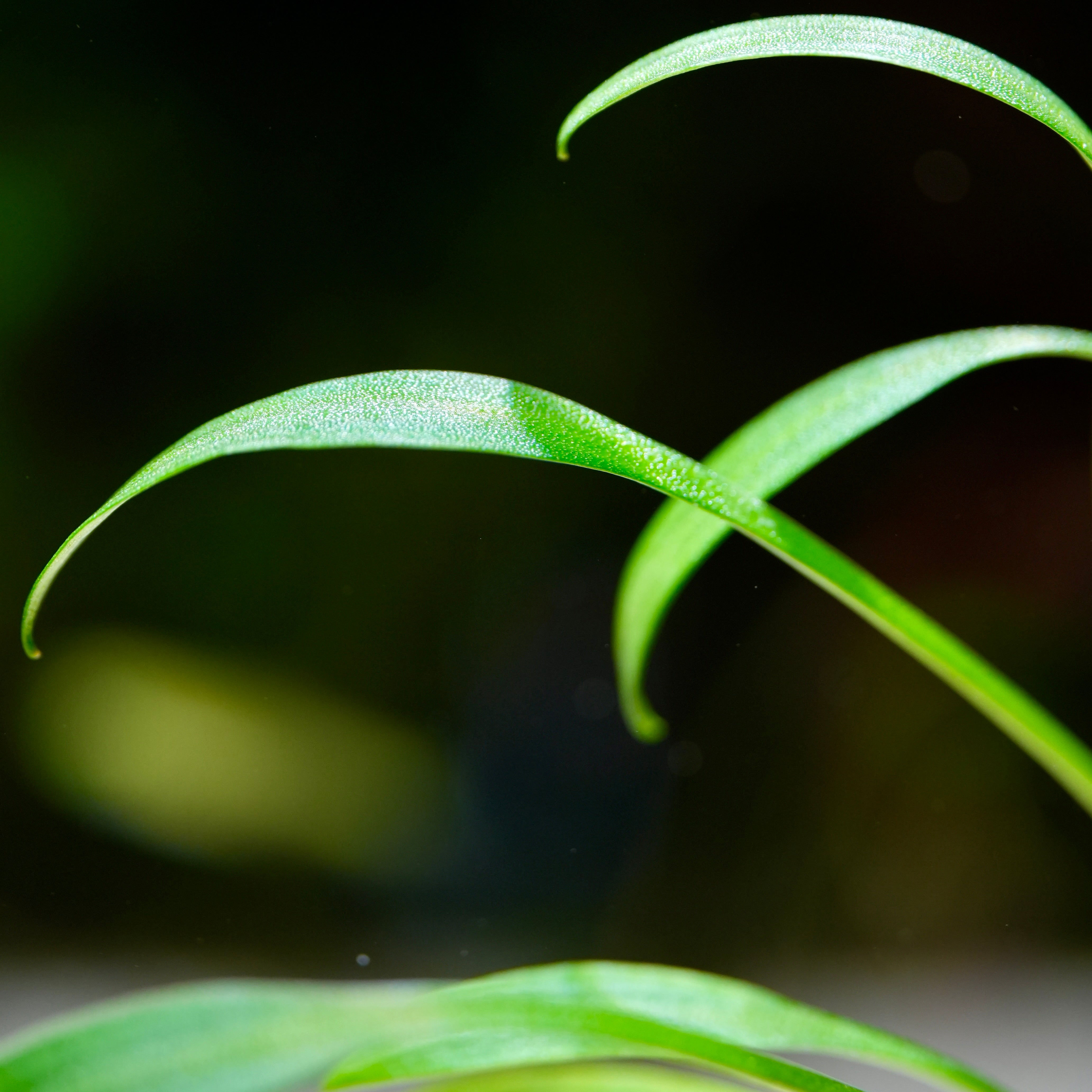 Cryptocoryne Parva - Tropical Aquarium Plant - CloudAqua