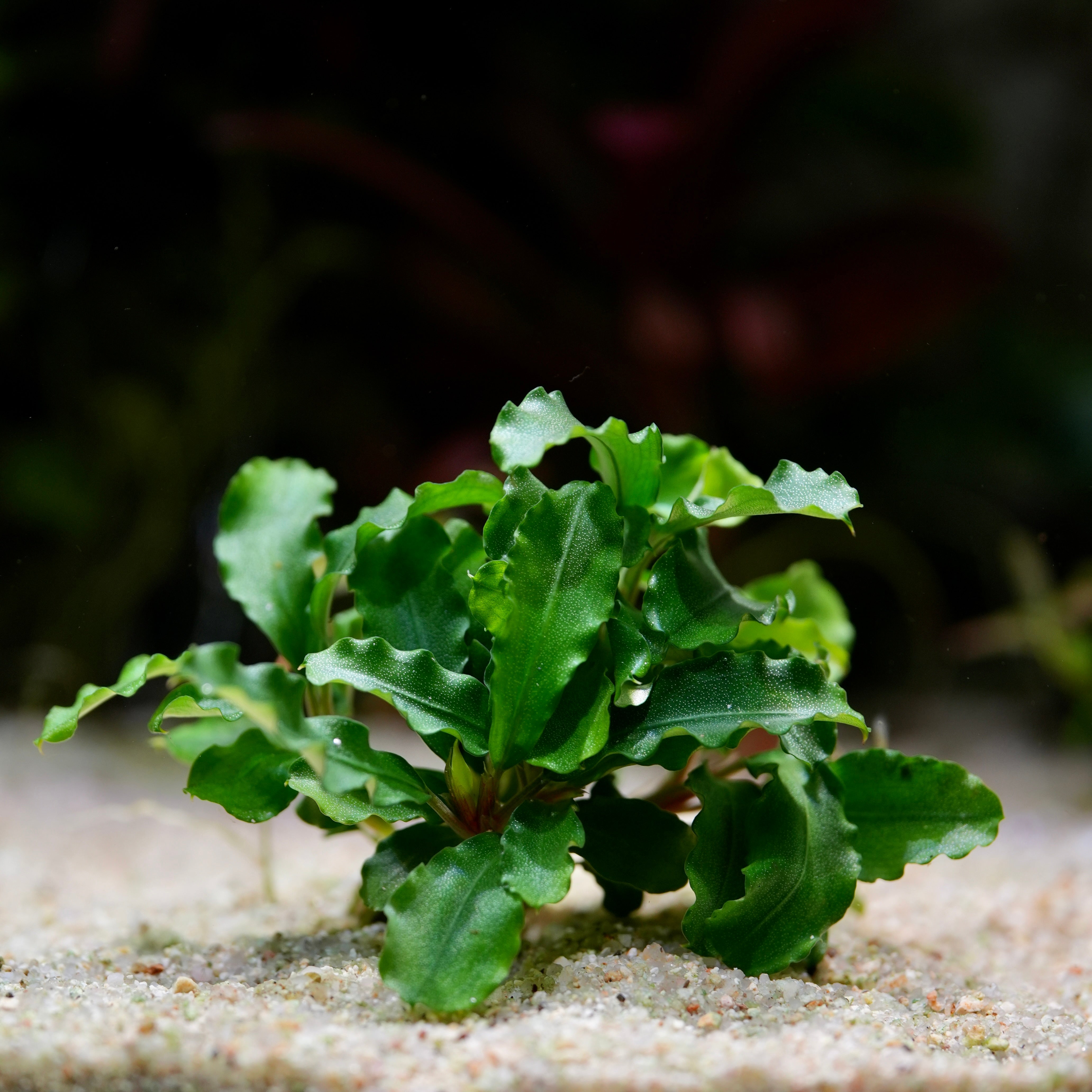 Bucephalandra Pygmaea 'Bukit Kelam' - Tropical Aquarium Plant - CloudAqua