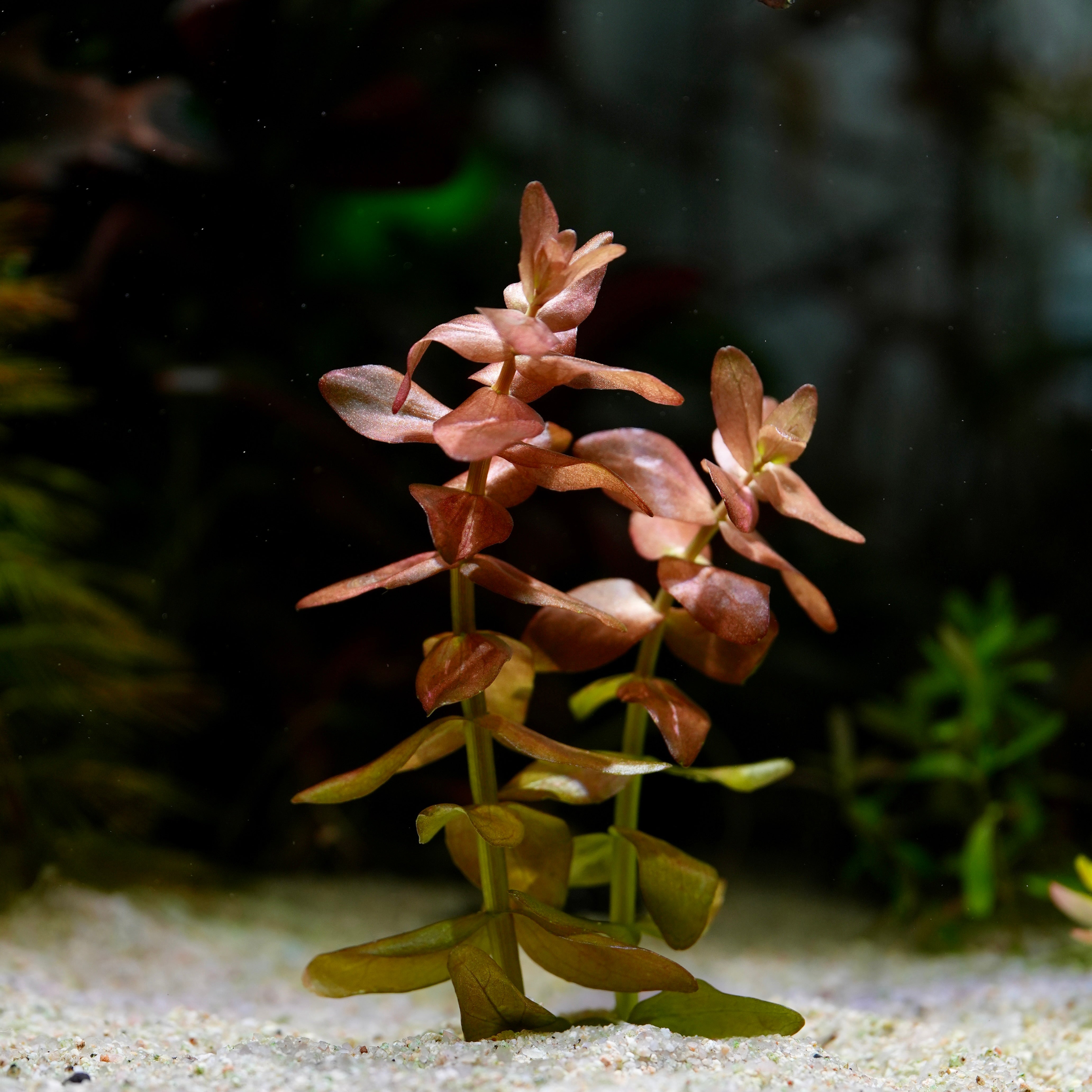 Bacopa Colorata - Rare Aquarium Plant - CloudAqua