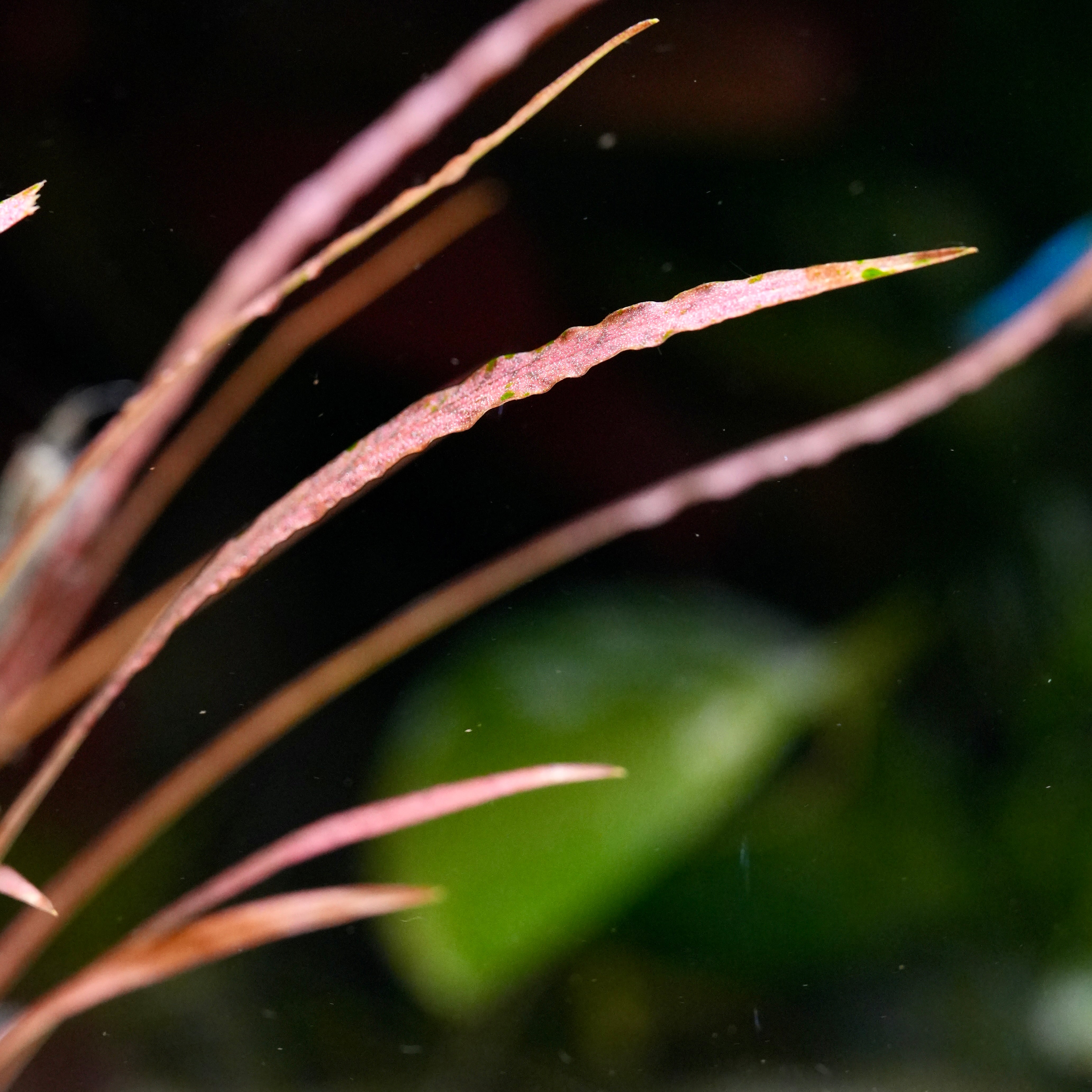 Cryptocoryne Spiralis 'Red' - Rare Aquarium Plant - CloudAqua