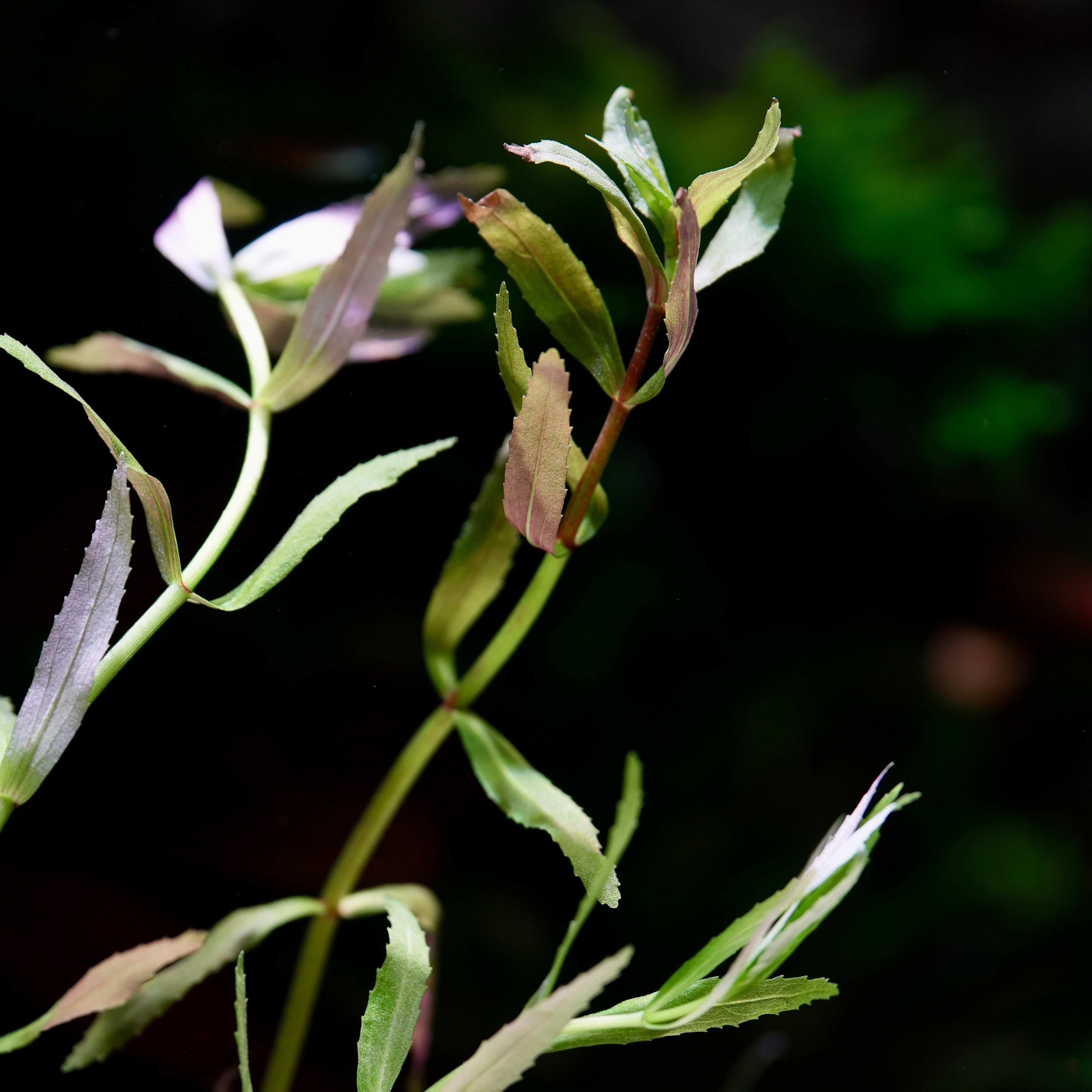 Limnophila Sp. Belem - Tropical Aquarium Plant - CloudAqua
