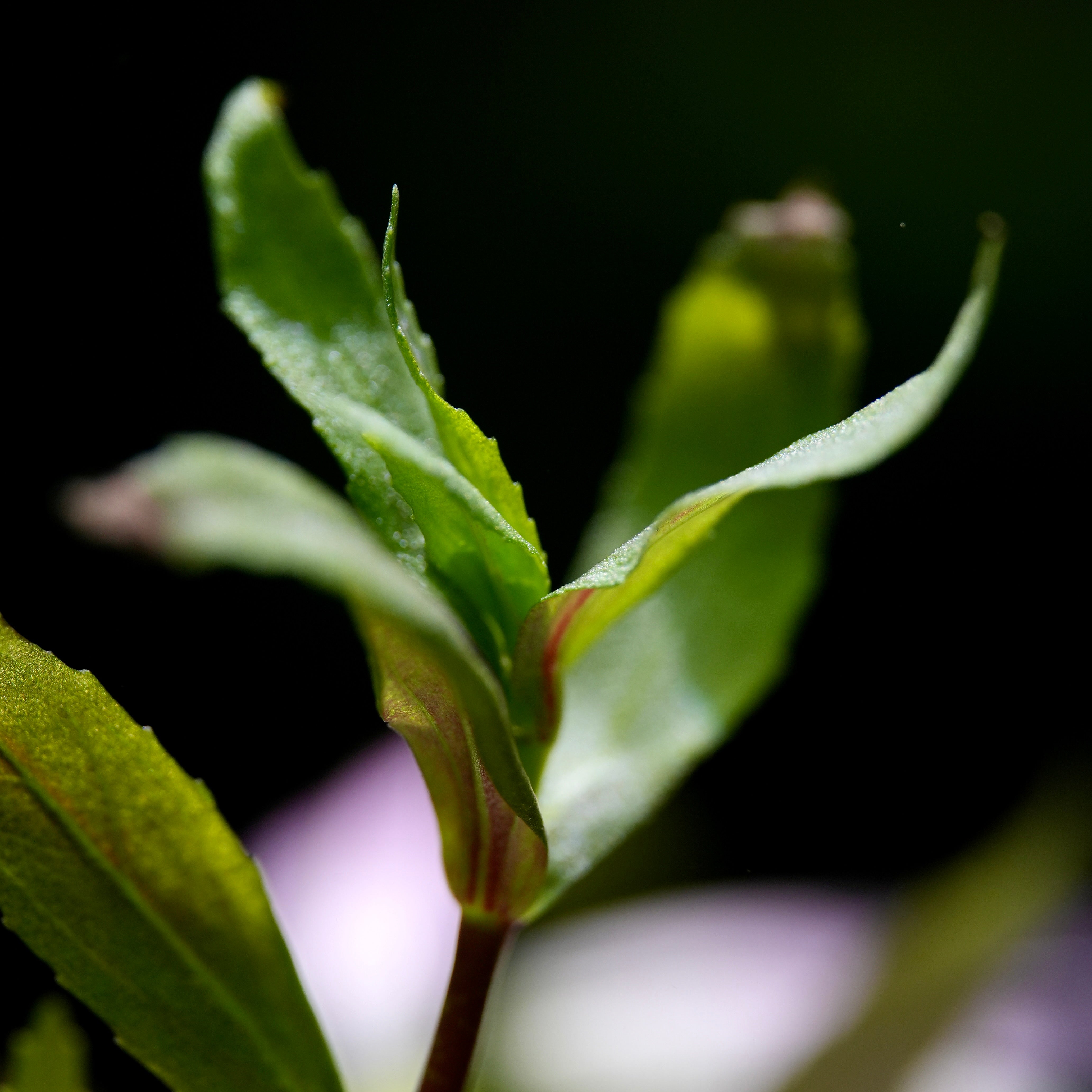 Limnophila Sp. Belem - Tropical Aquarium Plant - CloudAqua