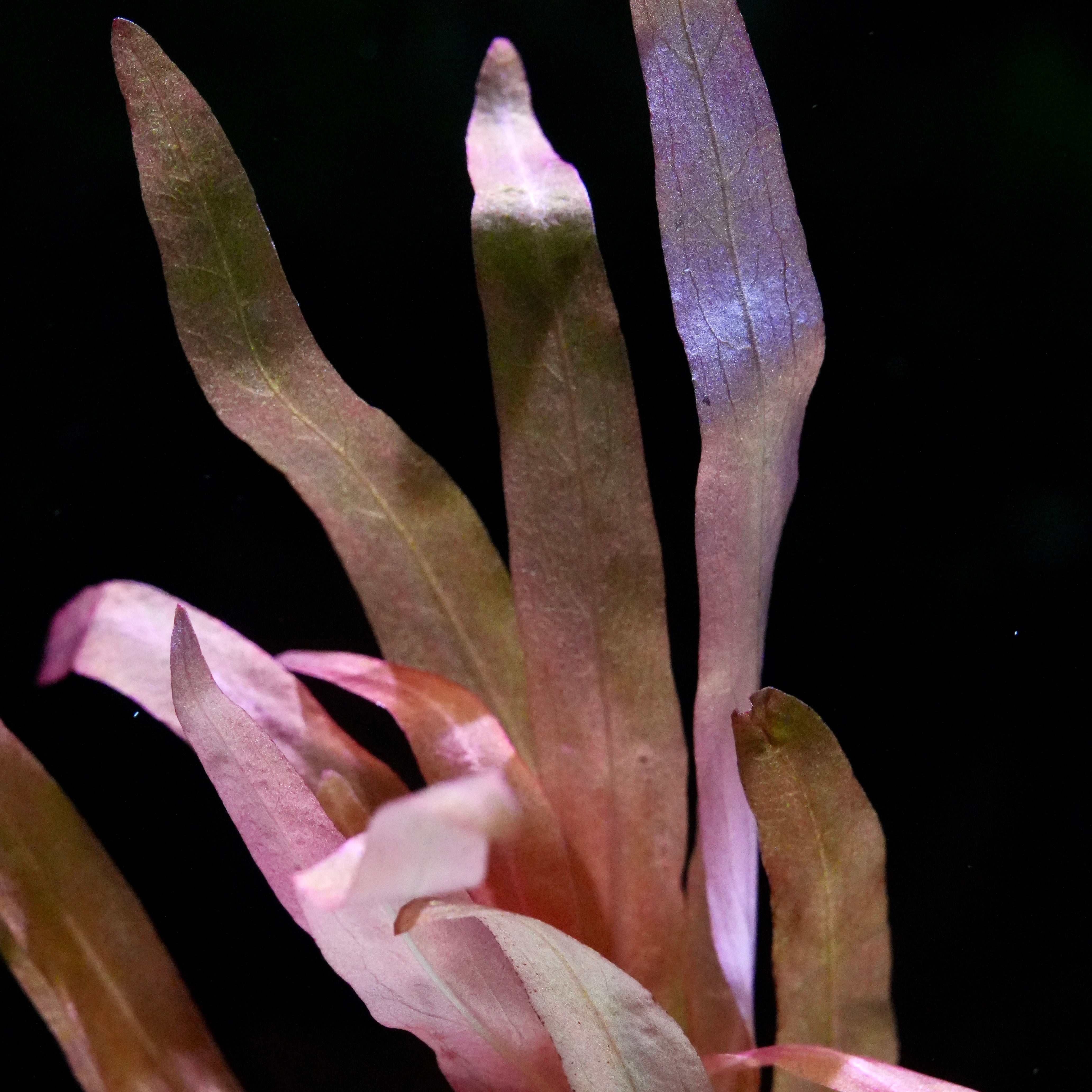 Rotala Macrandra Sp. 'Kochi' - Rare Aquarium Plant - CloudAqua
