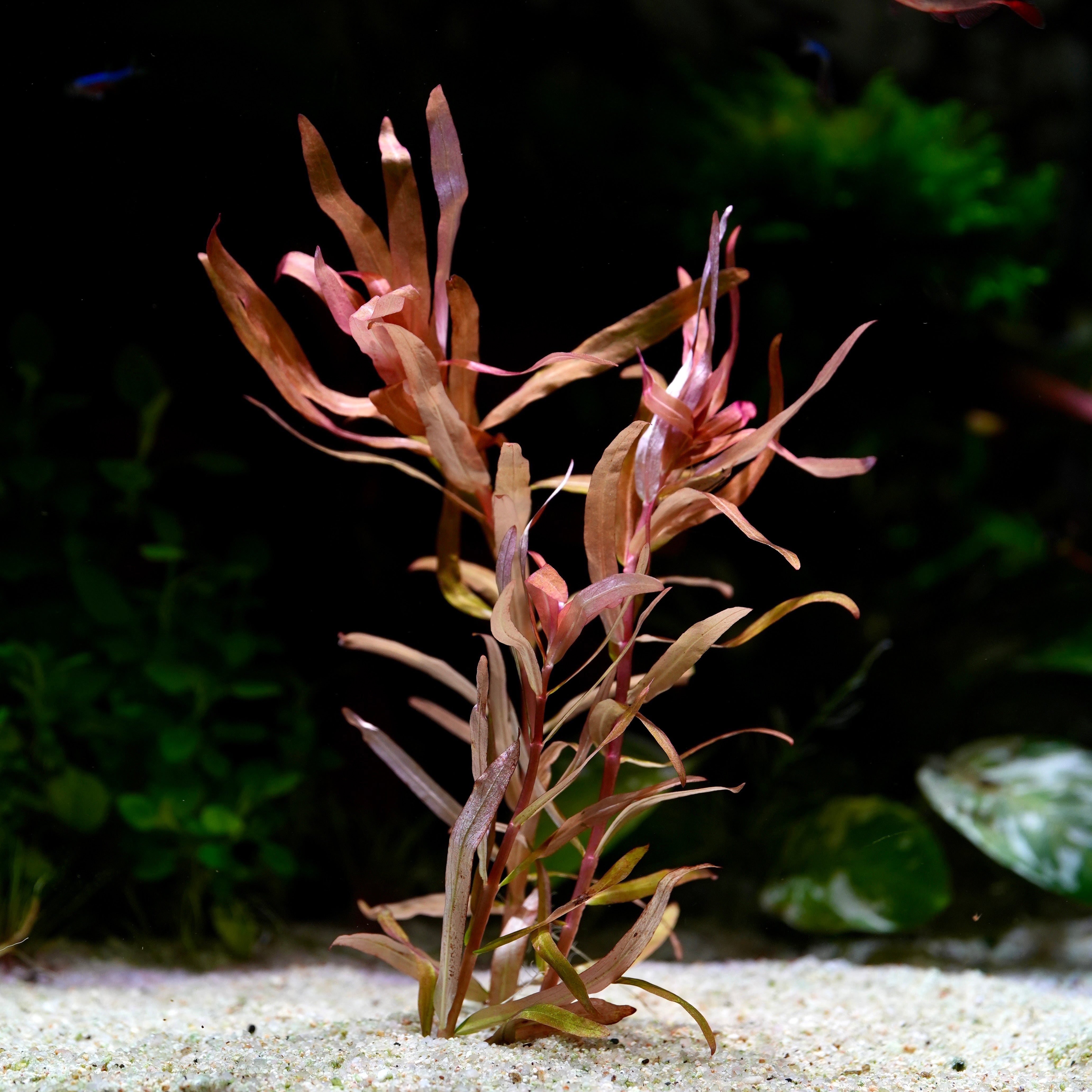 Ammannia Gracilis 'Red' - Tropical Aquarium Plant - CloudAqua