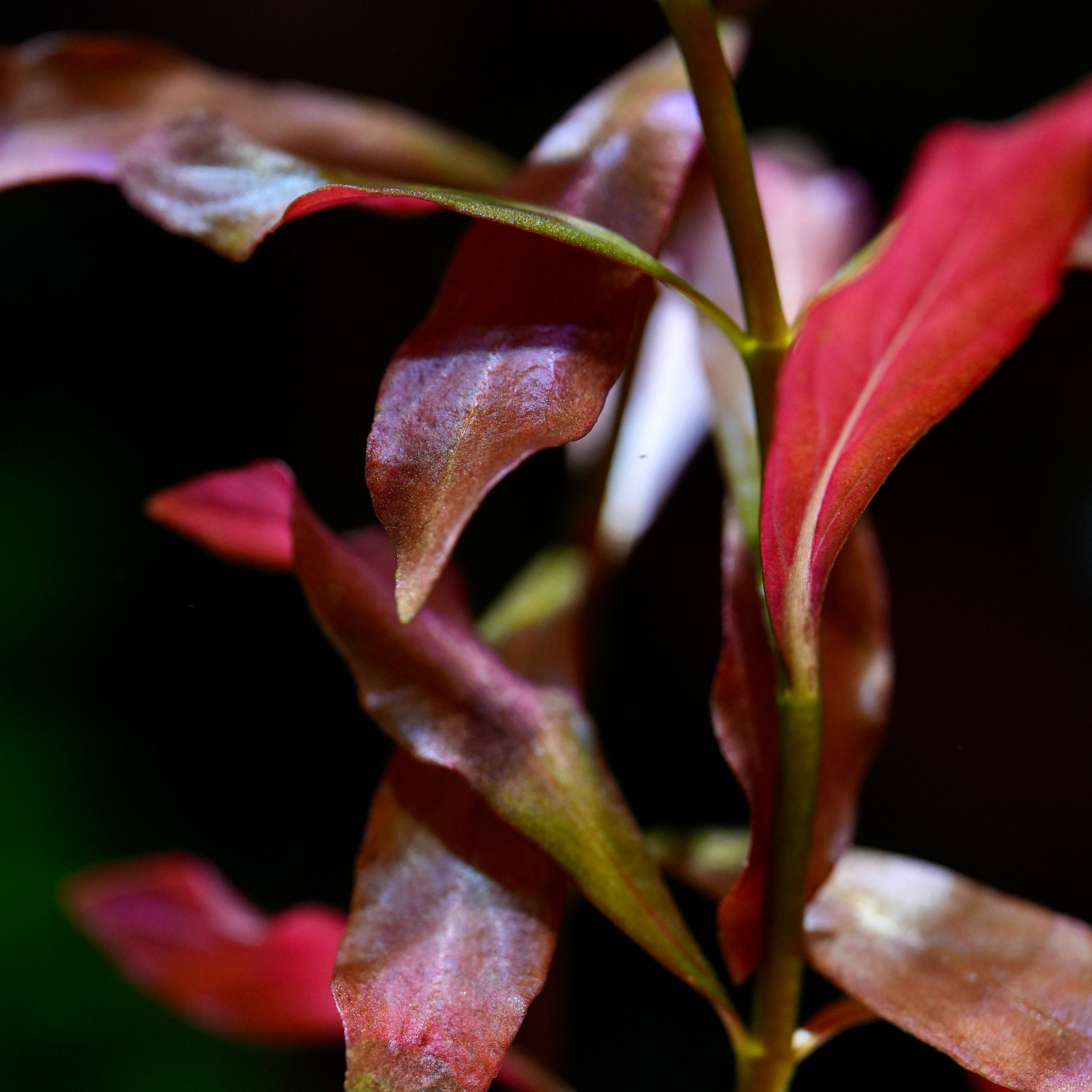 Ludwigia Peruensis - Rare Aquarium Plant - CloudAqua