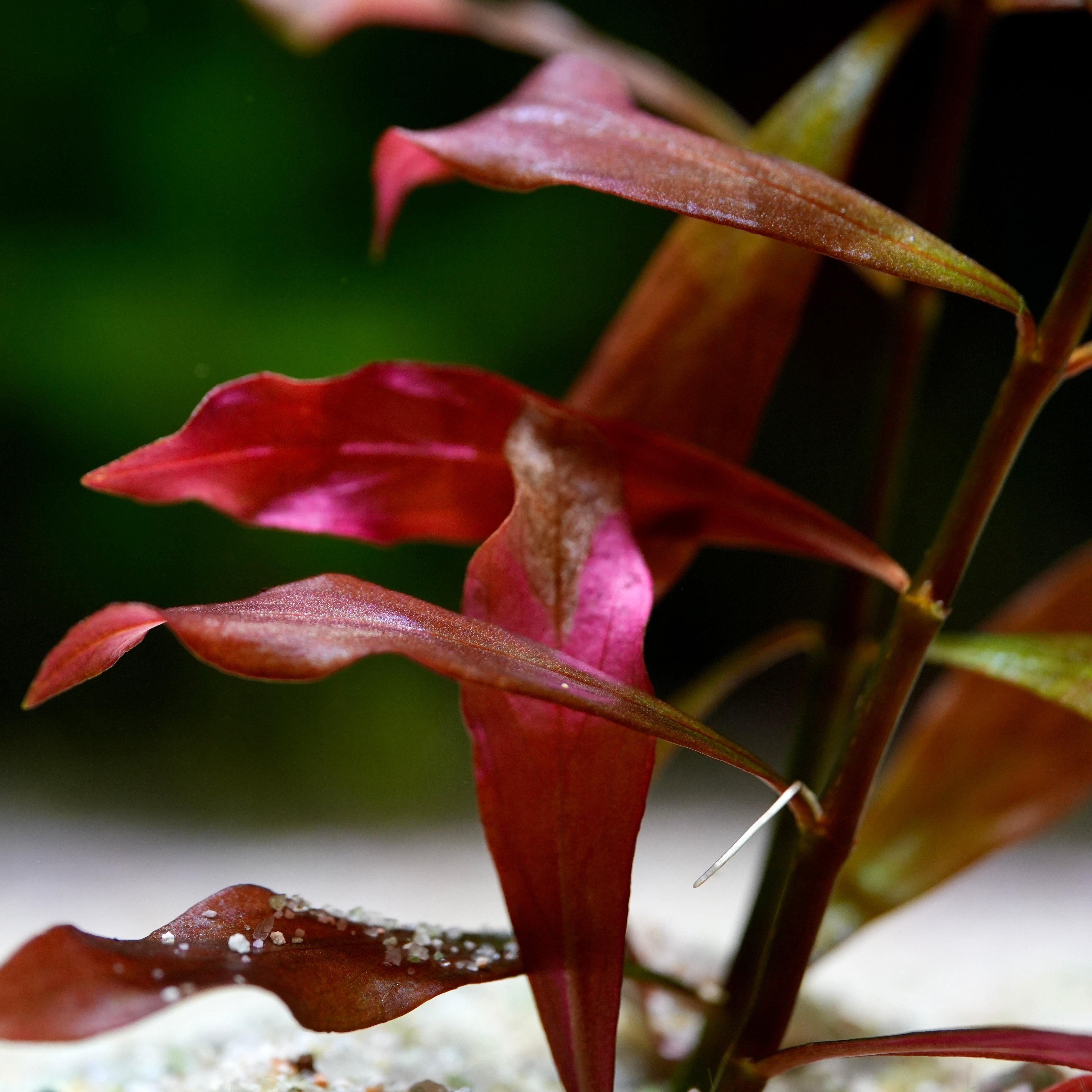 Ludwigia Peruensis - Rare Aquarium Plant - CloudAqua