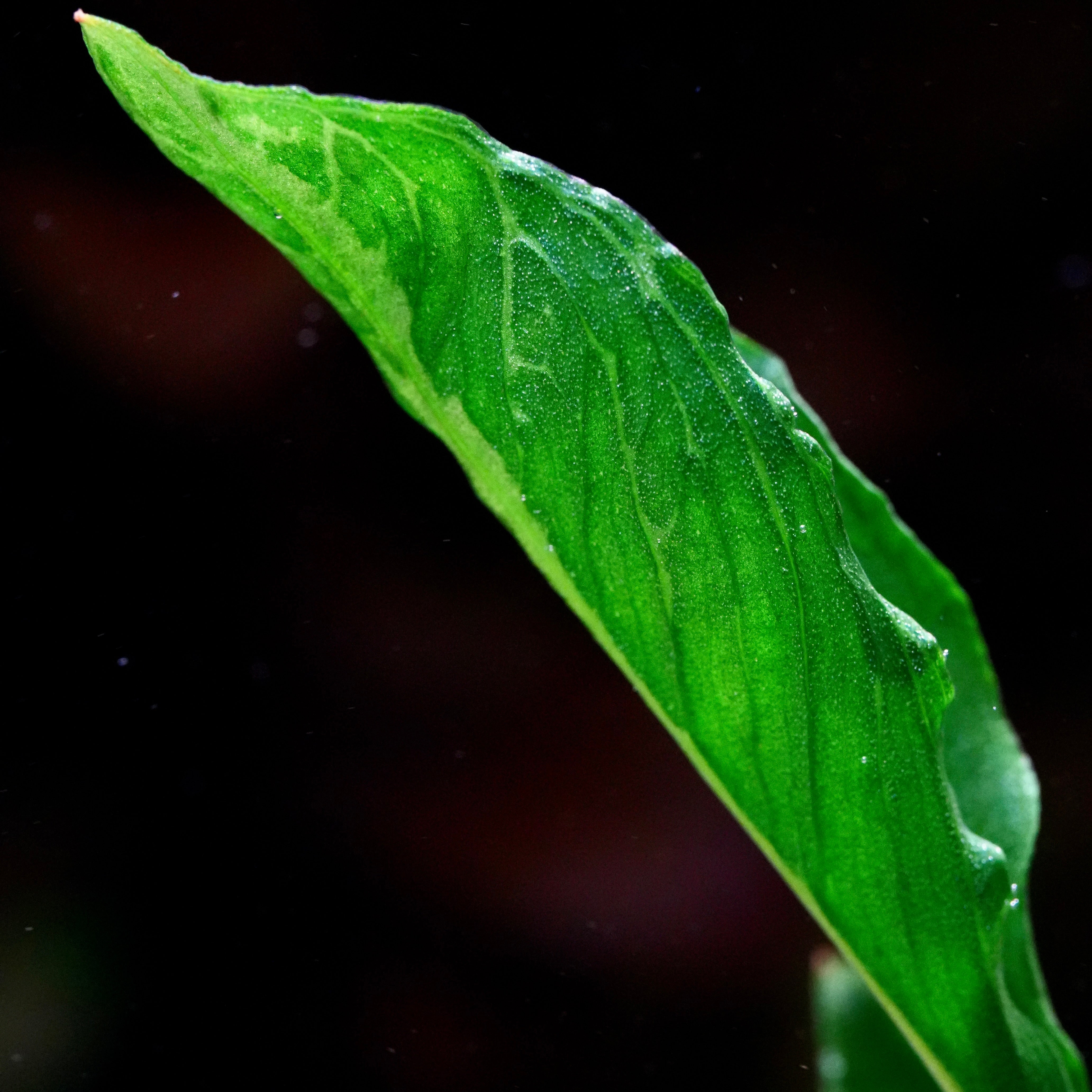 Anubias heterophylla 'Supernova' - Rare Plant