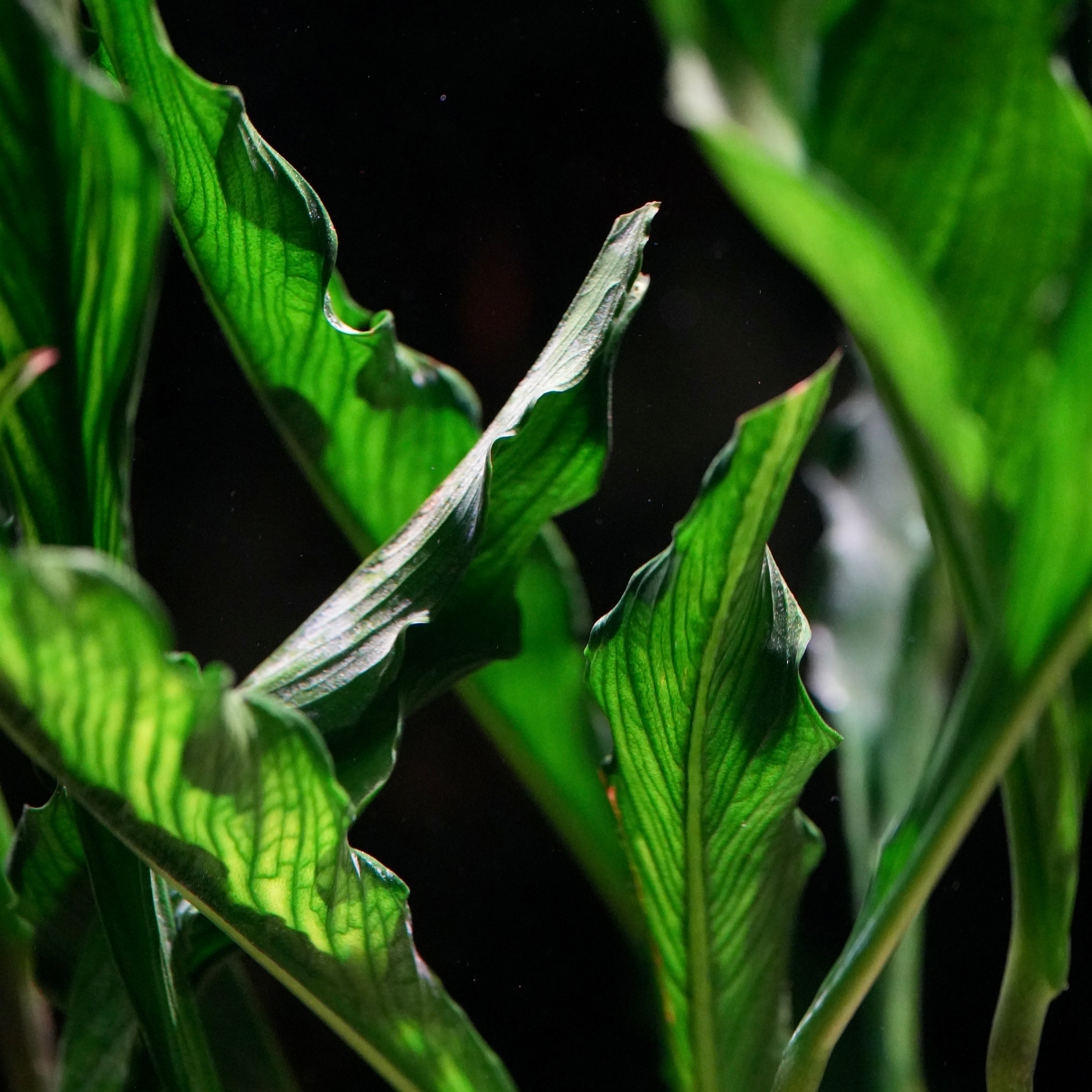 Anubias heterophylla 'Supernova' - Rare Plant