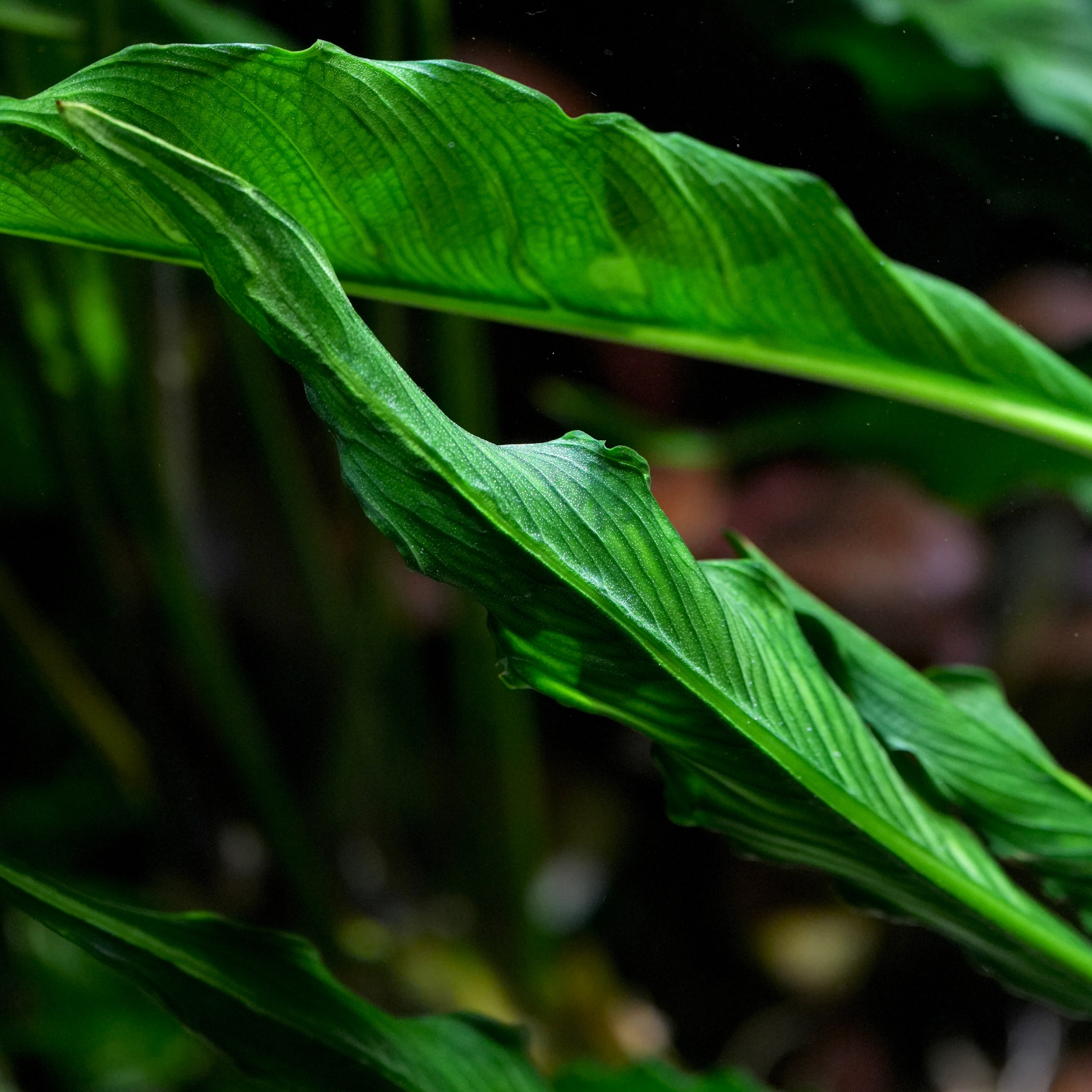 Anubias heterophylla 'Supernova' - Rare Plant