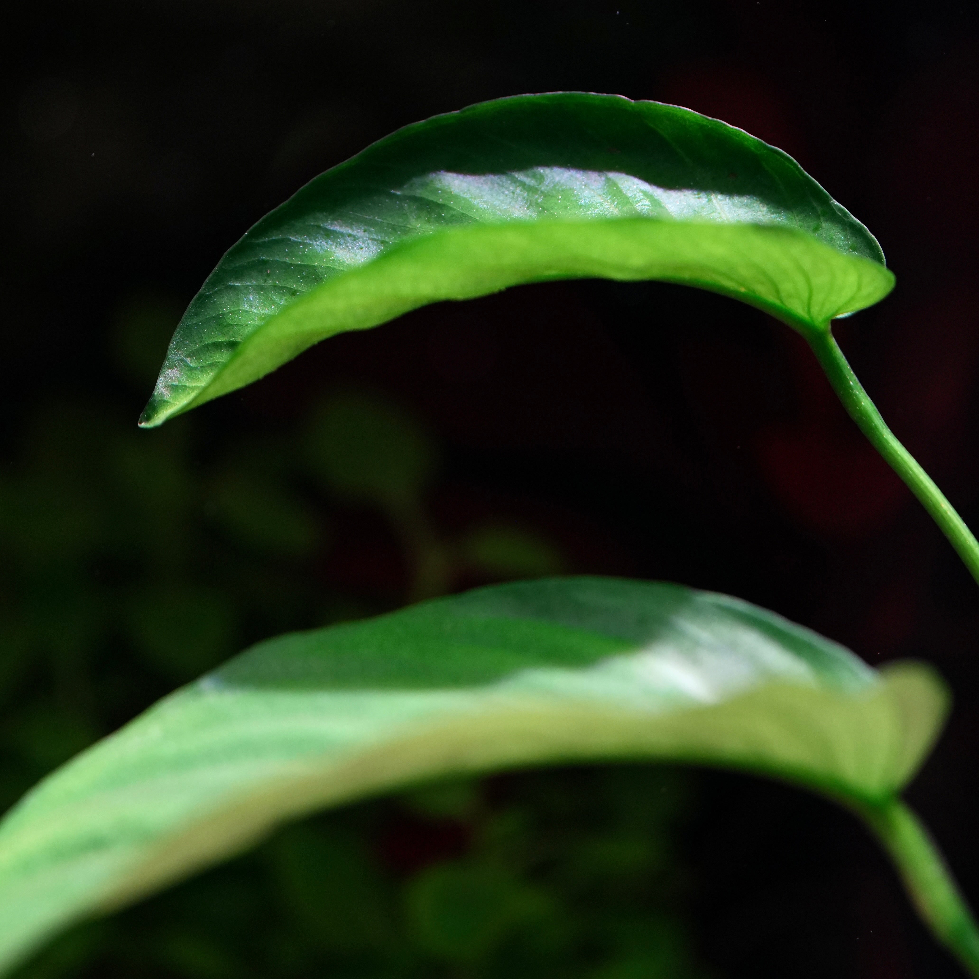 Anubias Barteri Var. Caladiifolia - Tropical Aquarium Plant - CloudAqua