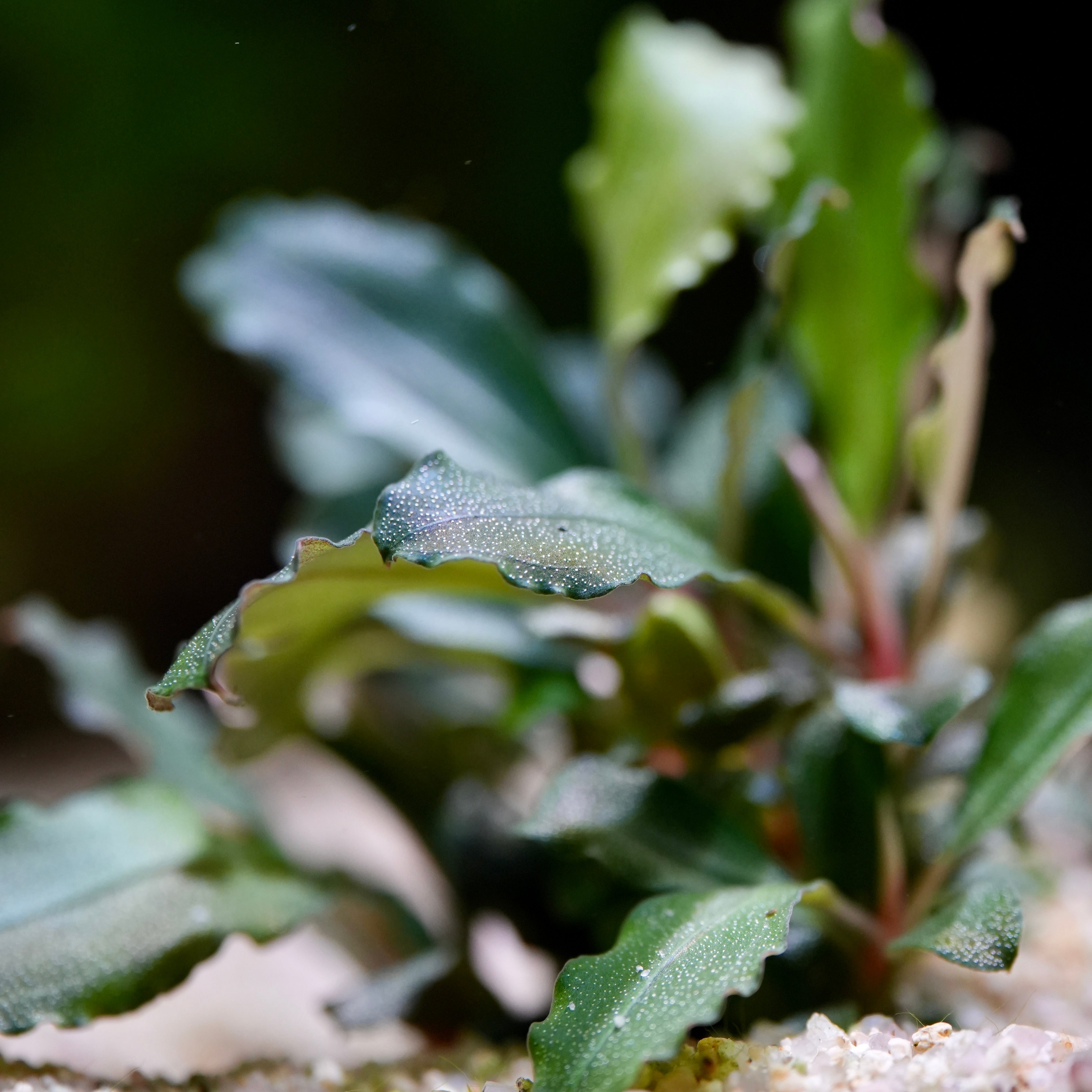 Bucephalandra Sp. 'Red' - Tropical Aquarium Plant - CloudAqua