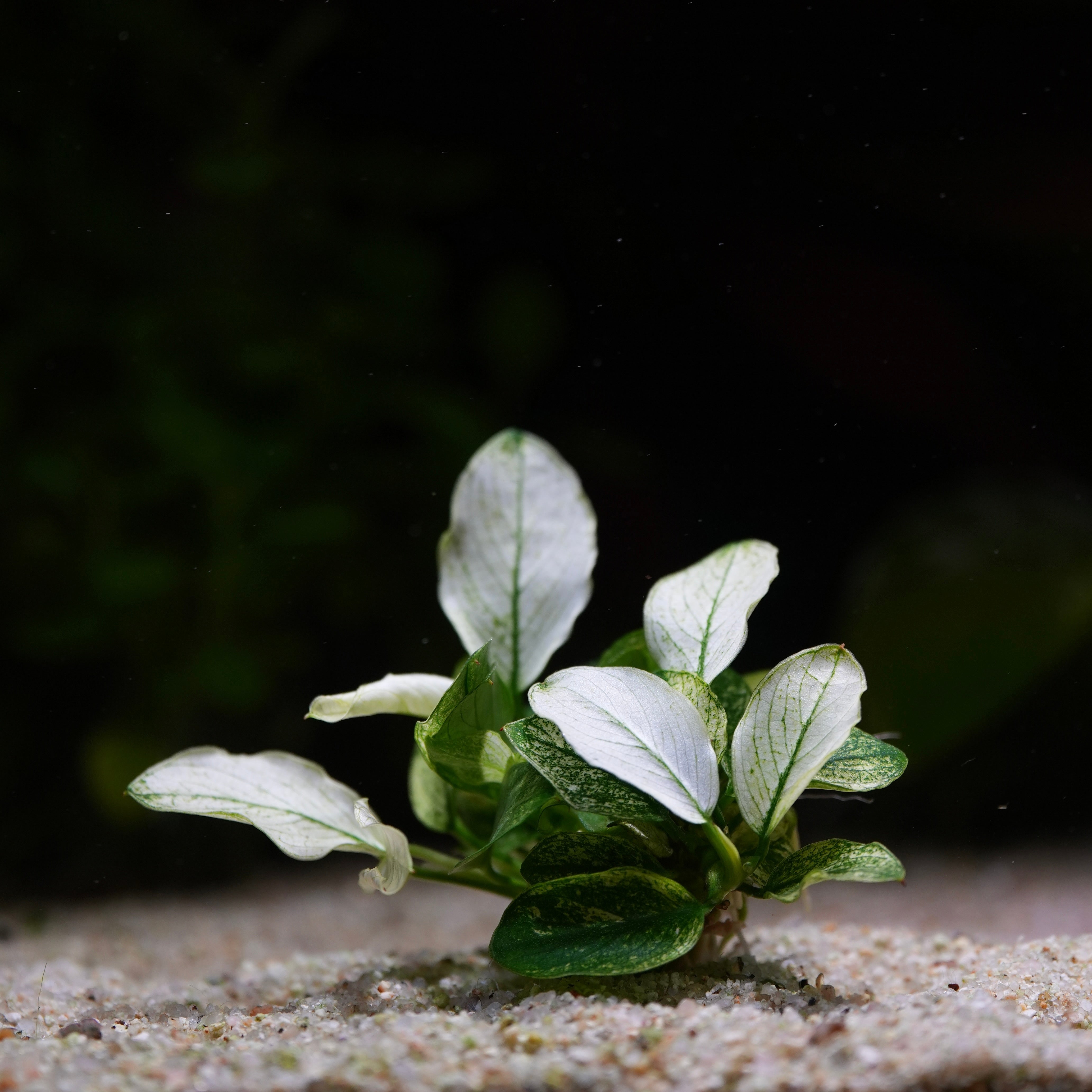 Anubias Barteri Var. Nana ’Pinto’ - Tropical Aquarium Plant - CloudAqua