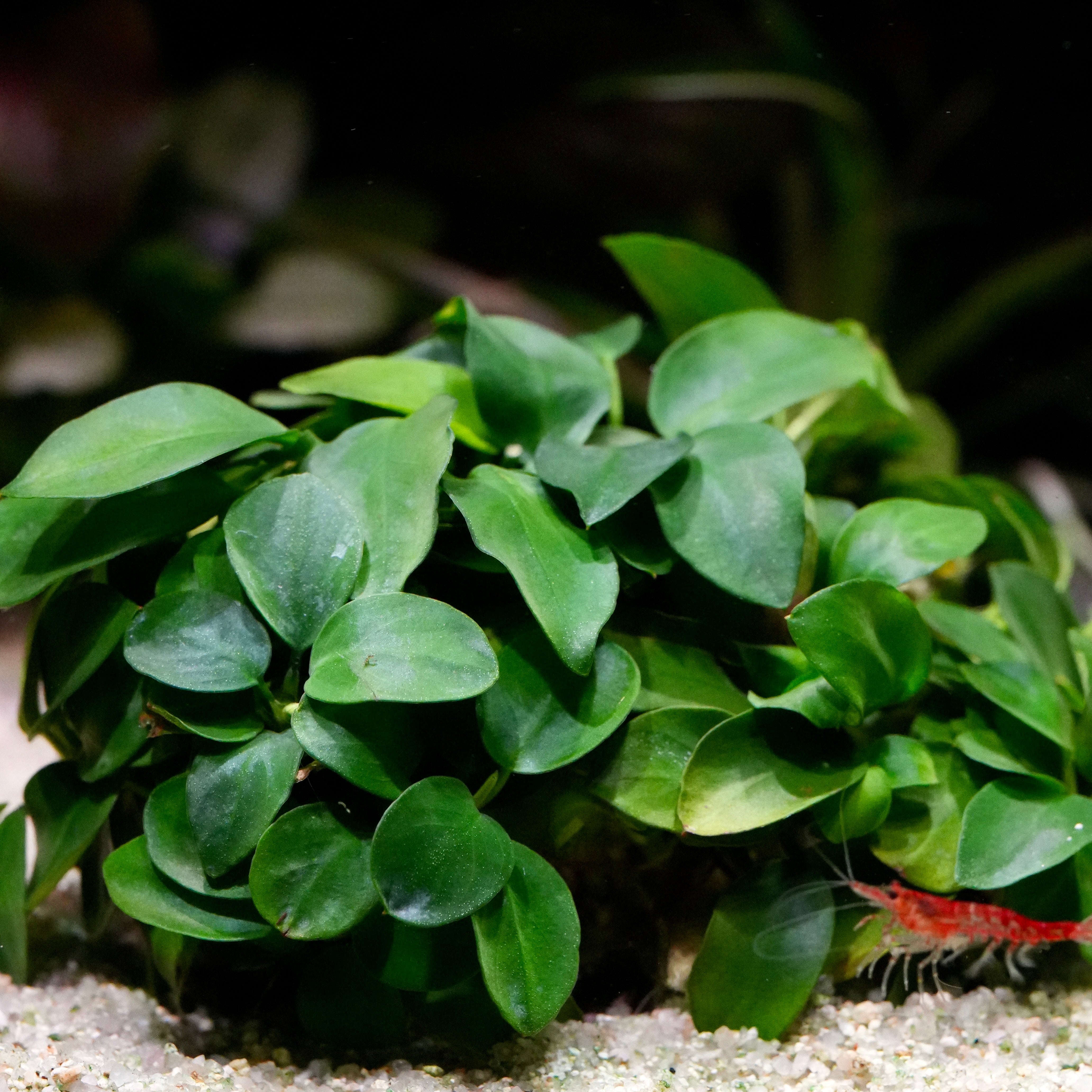 Anubias nana 'Taiwan' - Plant