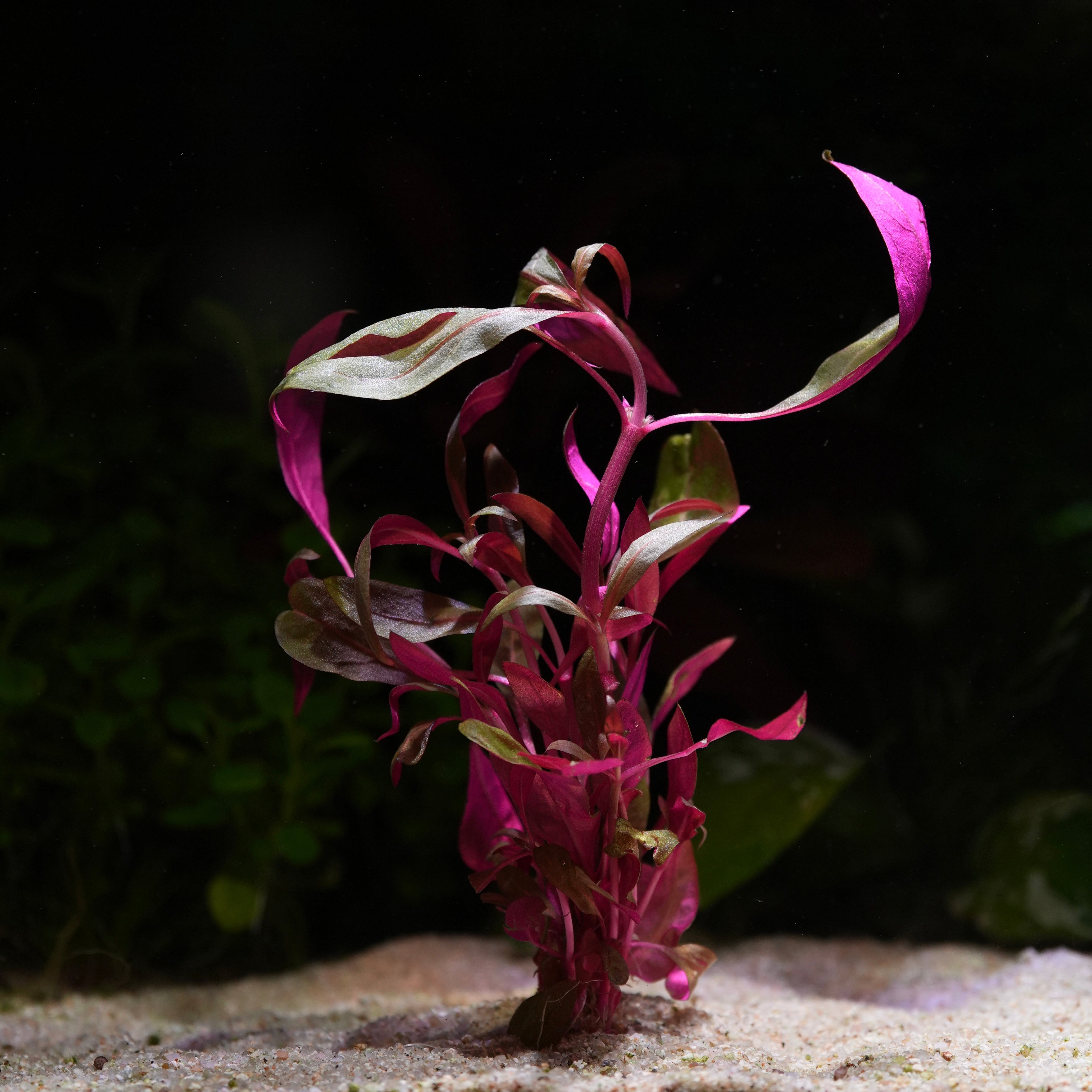 Alternanthera Reineckii 'Pink' - Tropical Aquarium Plant - CloudAqua