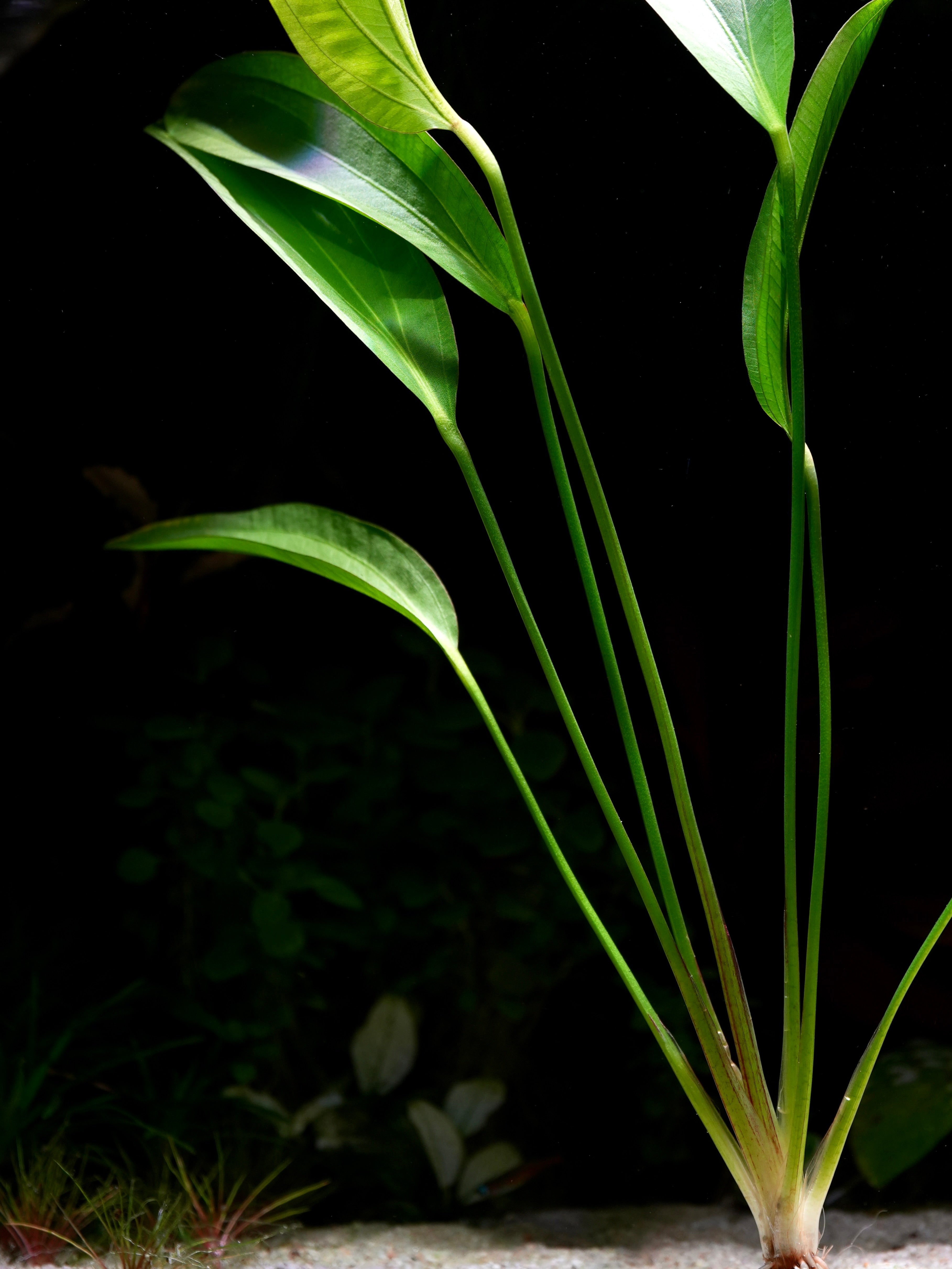 Echinodorus 'Red Diamond' - Tropical Aquarium Plant - CloudAqua