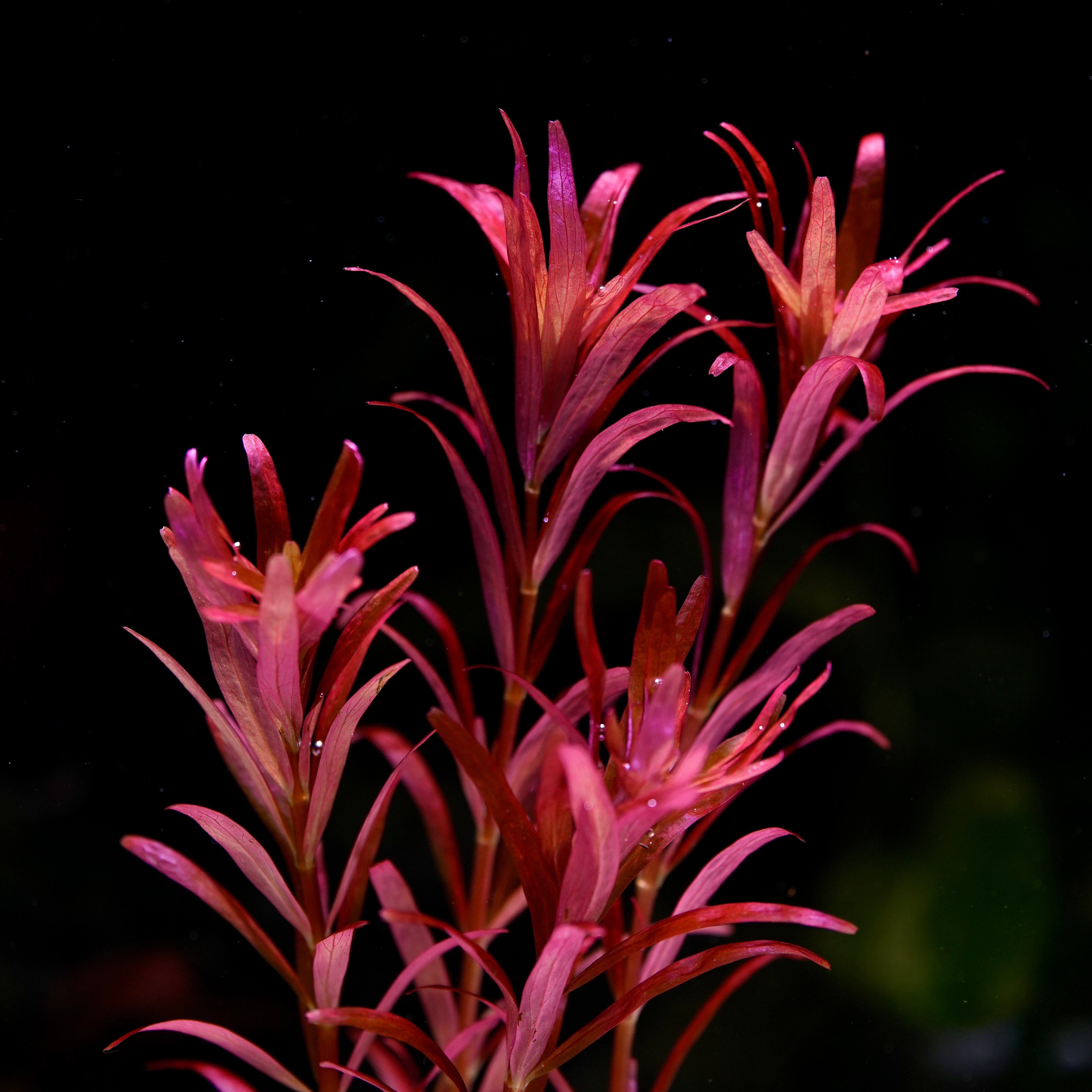 Rotala rotundifolia 'Blood Red SG' - Plant