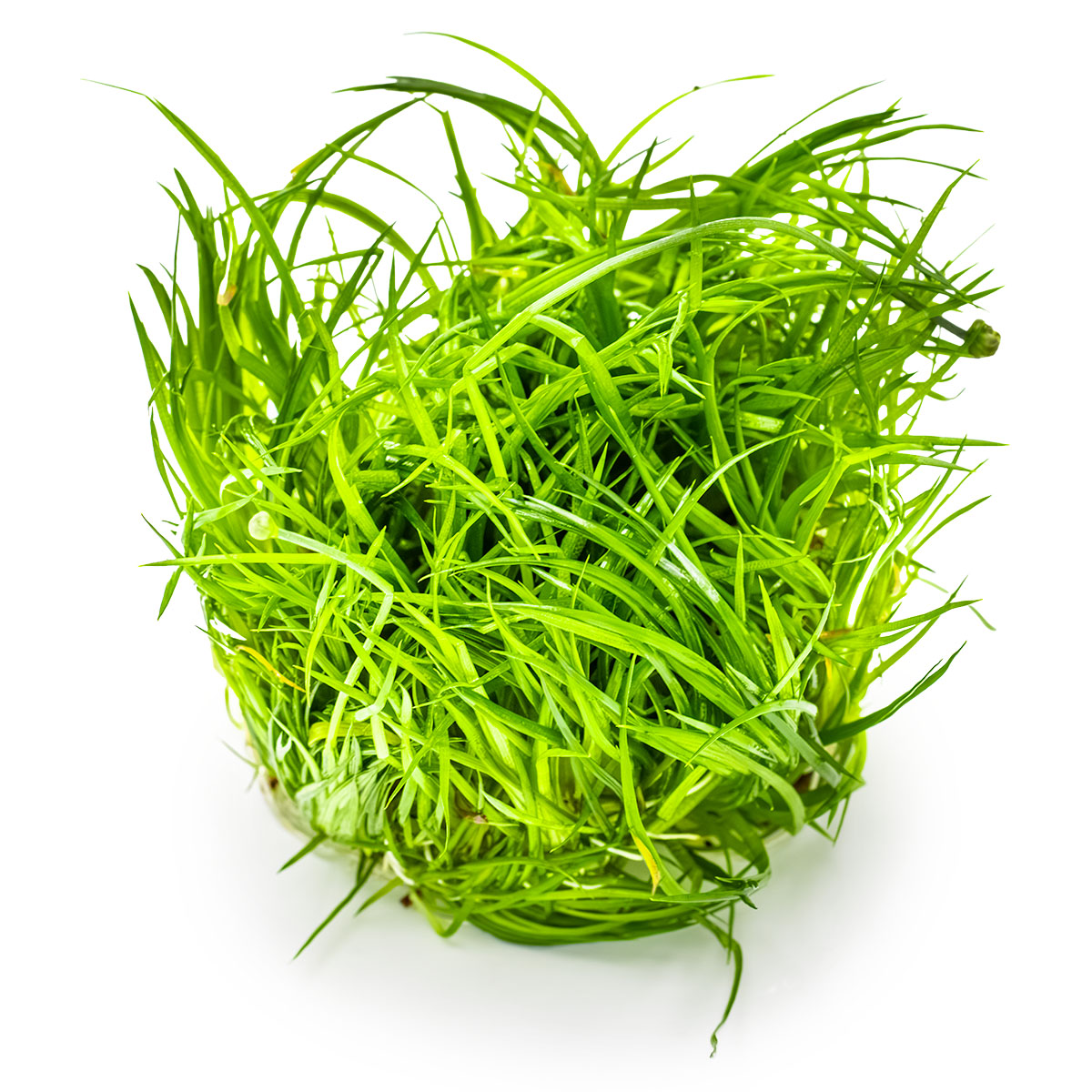 clump of green aquatic plant Eriocaulon Cinereum