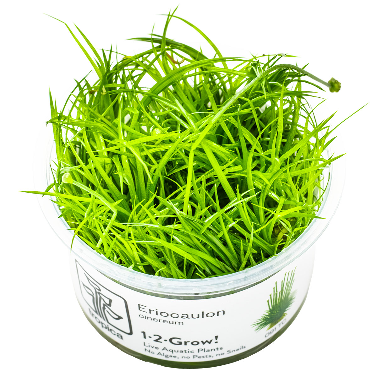 Green aquatic plant Eriocaulon Cinereum in a clear container