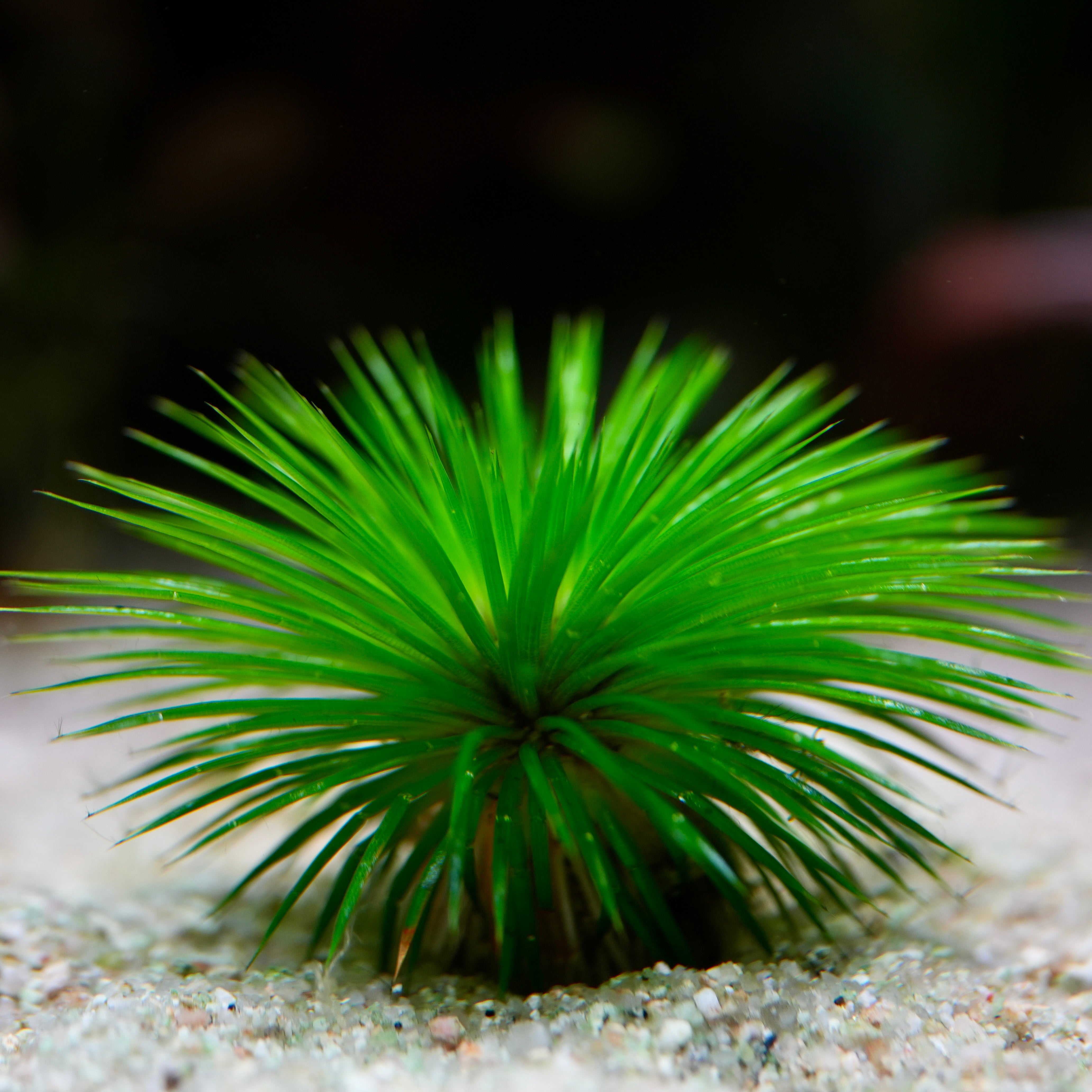 Eriocaulon Ratnagiricum green needle crown plant
