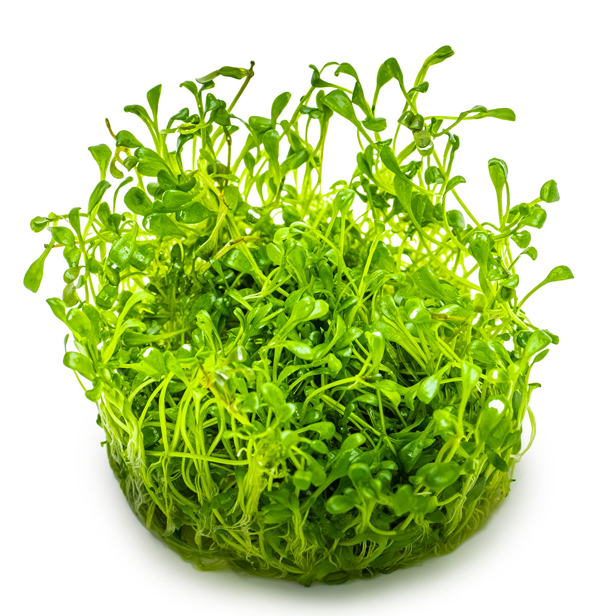 Bunch of Glossostigma Elatinoides green aquarium plant