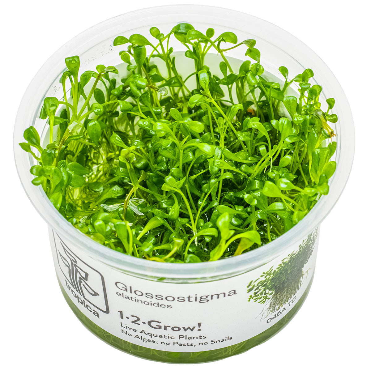 Pot of Glossostigma Elatinoides green aquatic plants in tissue culture