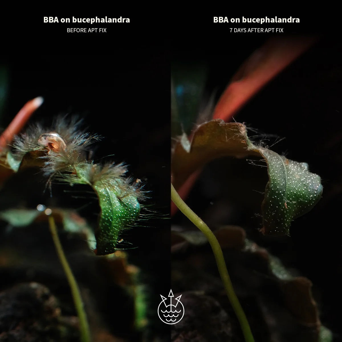 APT Fix Algae Control