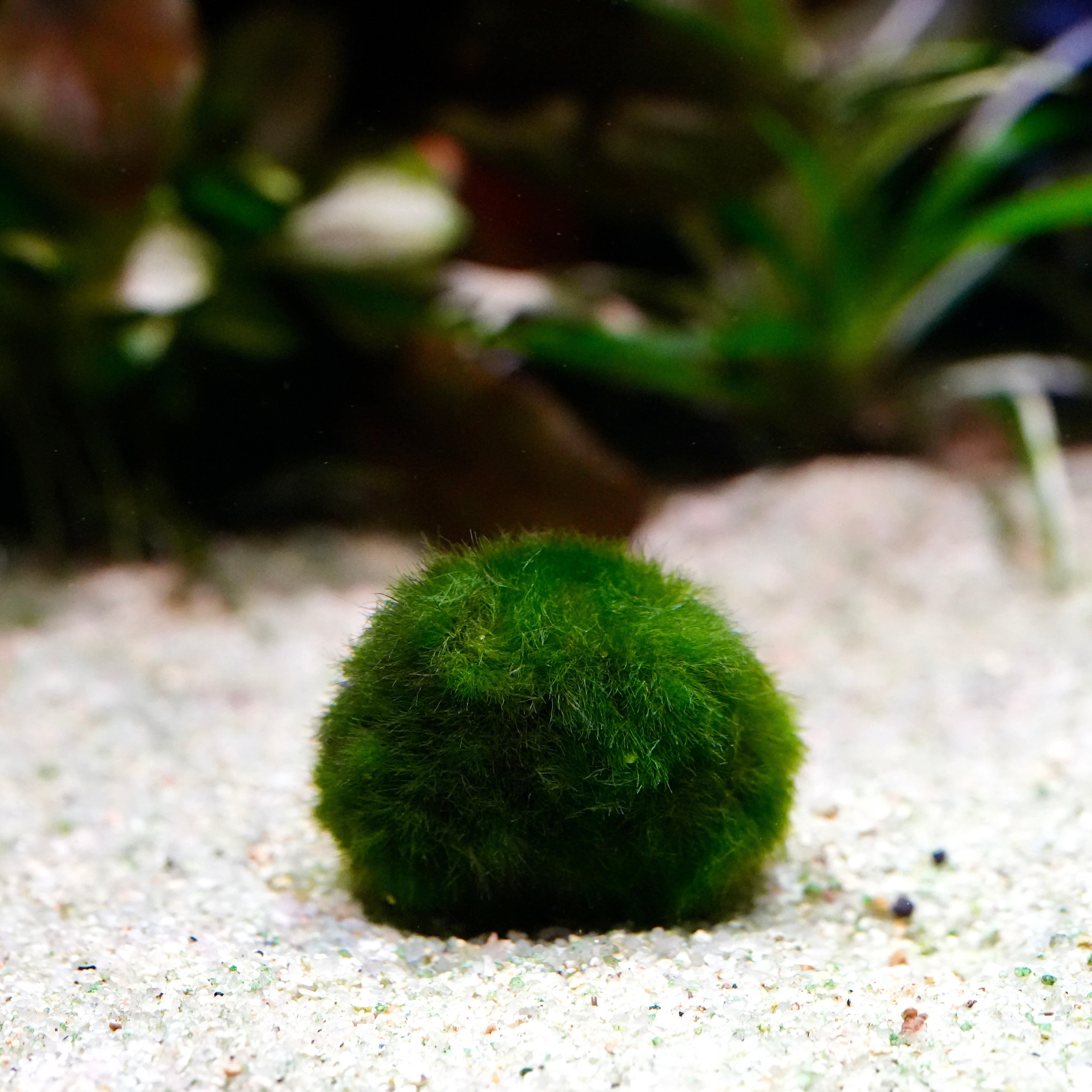 Medium green marimo moss ball aegagropila linnaei aquarium plant