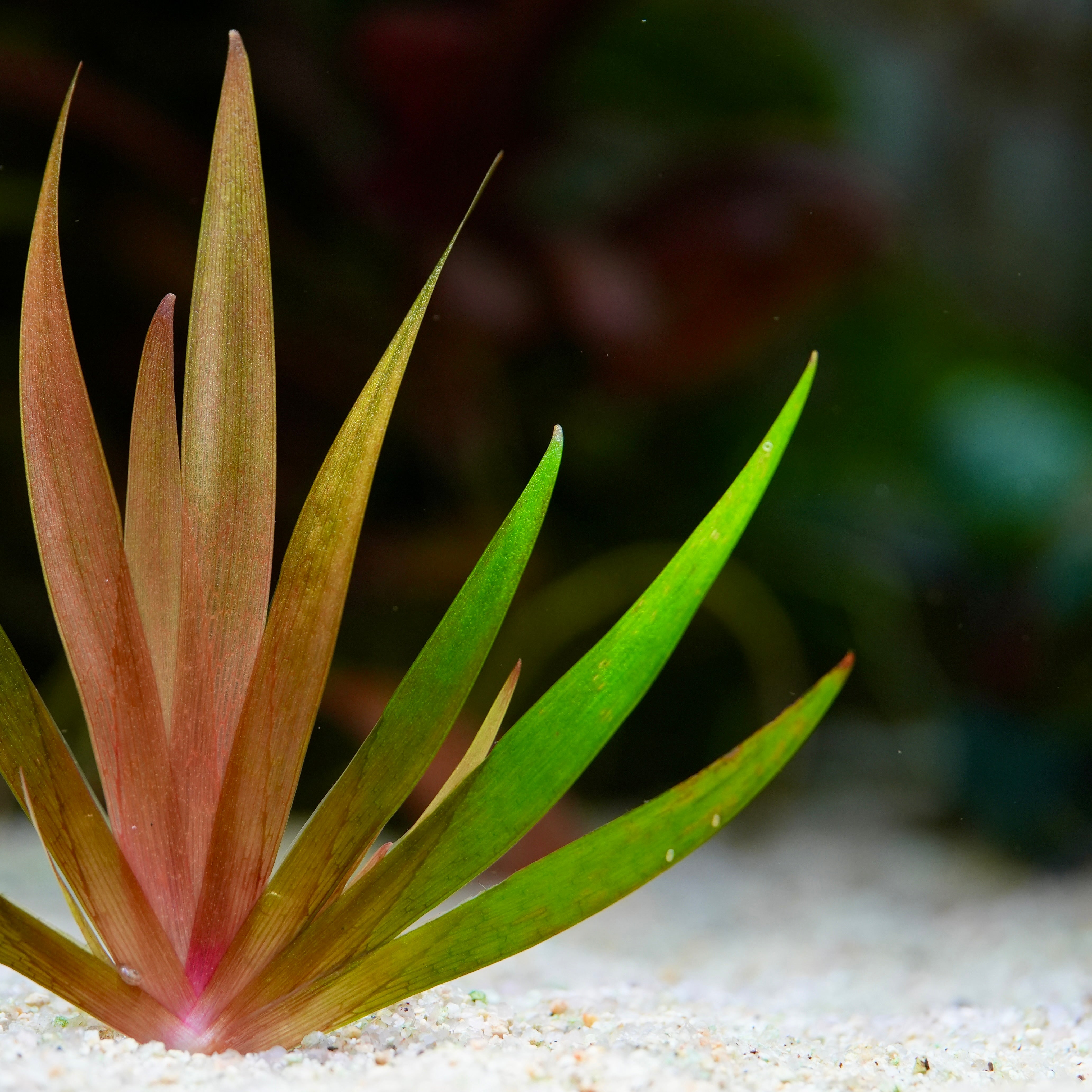 Xyris red difformis rare aquatic plant close up with red and green leaves