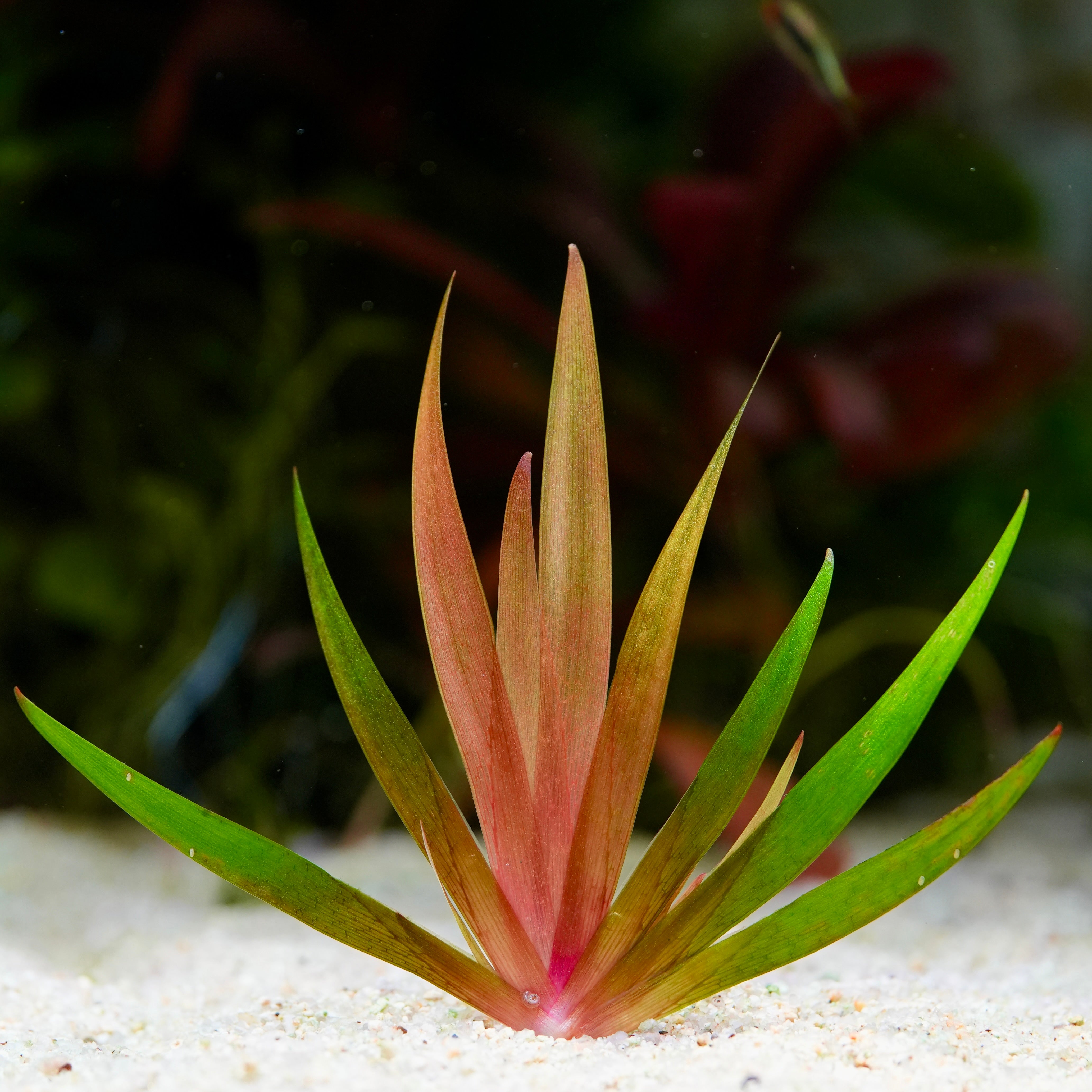 Aquatic plant Xyris smalliana red with green and red leaves on a sandy substrate