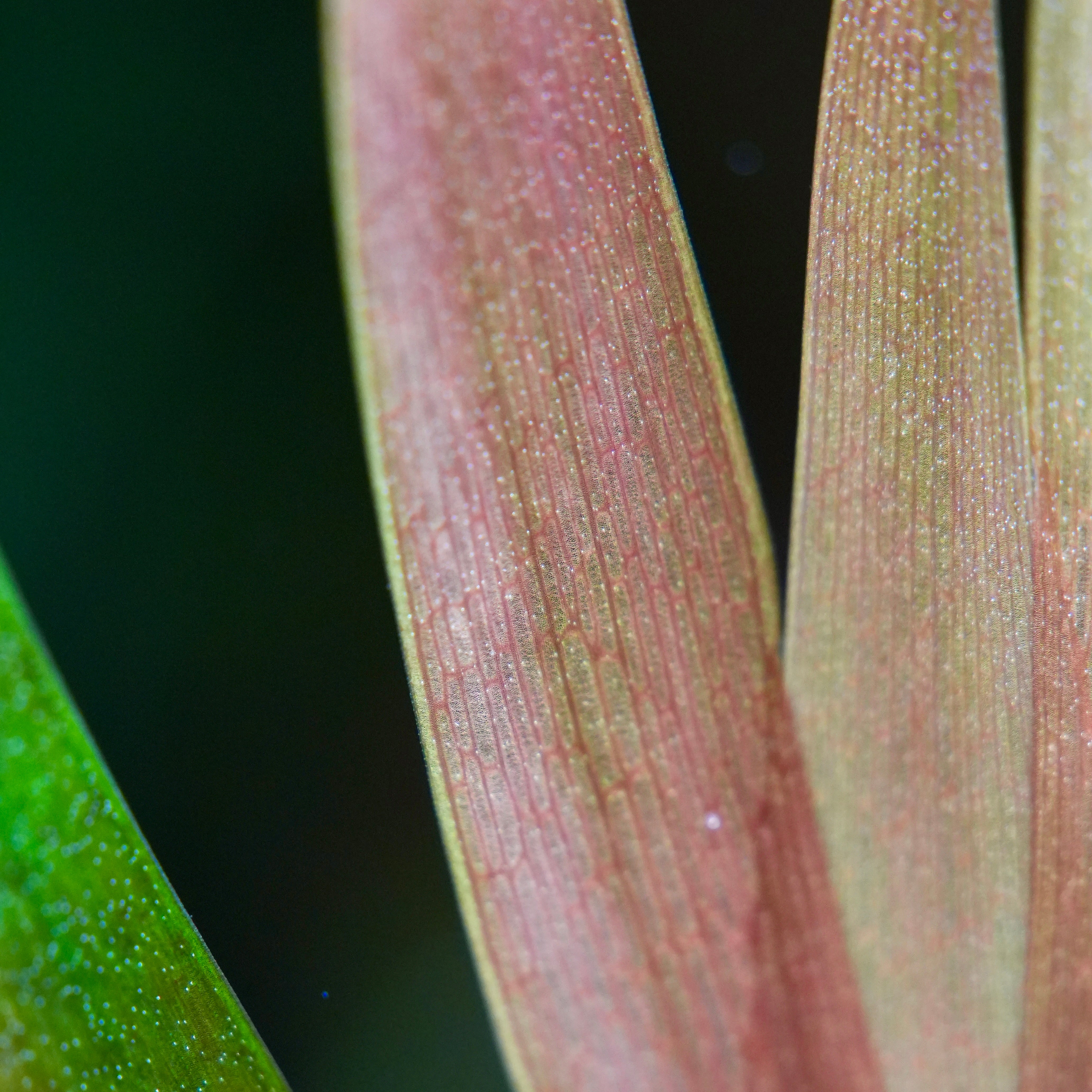 Close-up of a Xyris smalliana red plant leaf with visible texture and color variations.