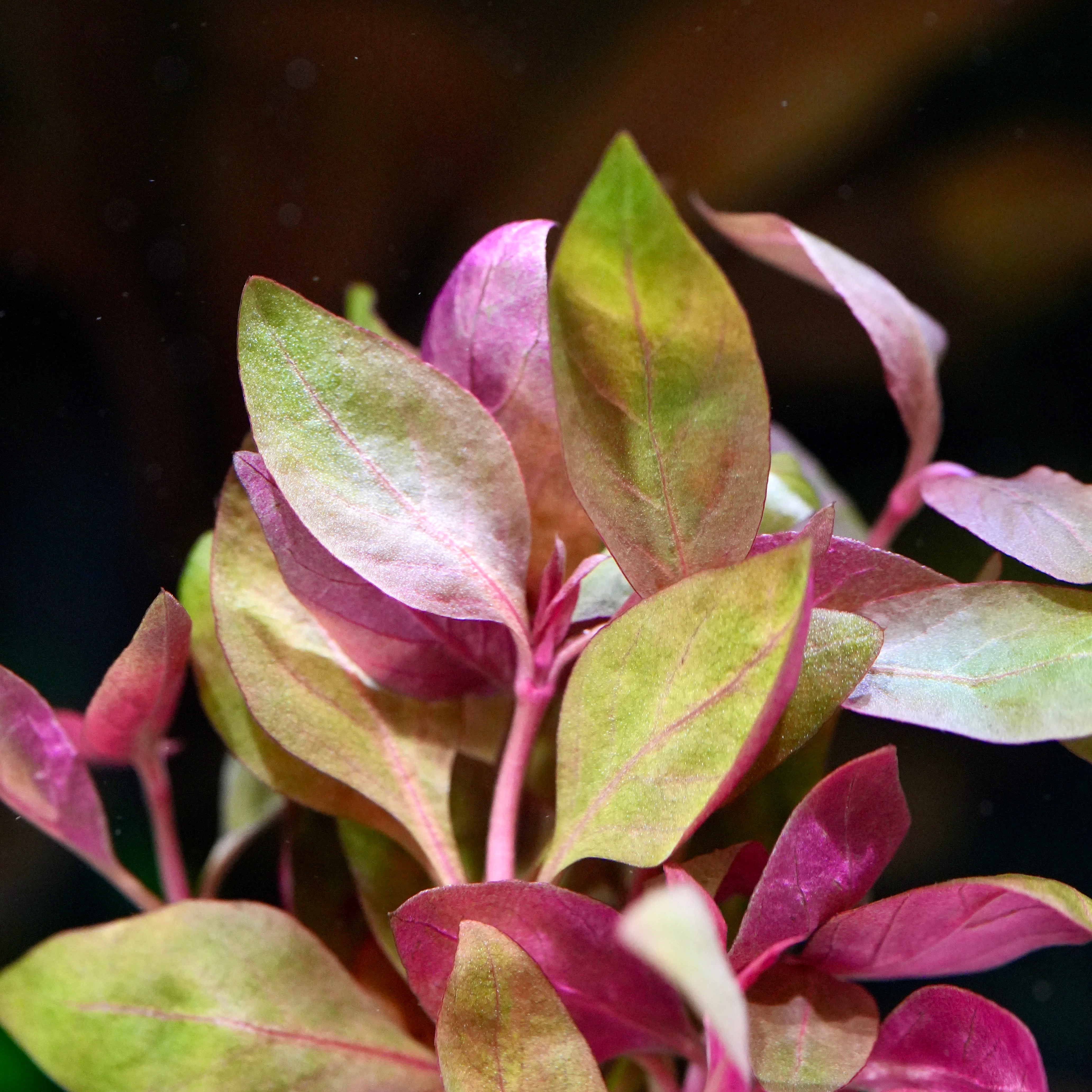 Close-up of alternanthera reineckii lilacina aquarium plant with pink and green leaves against a dark background