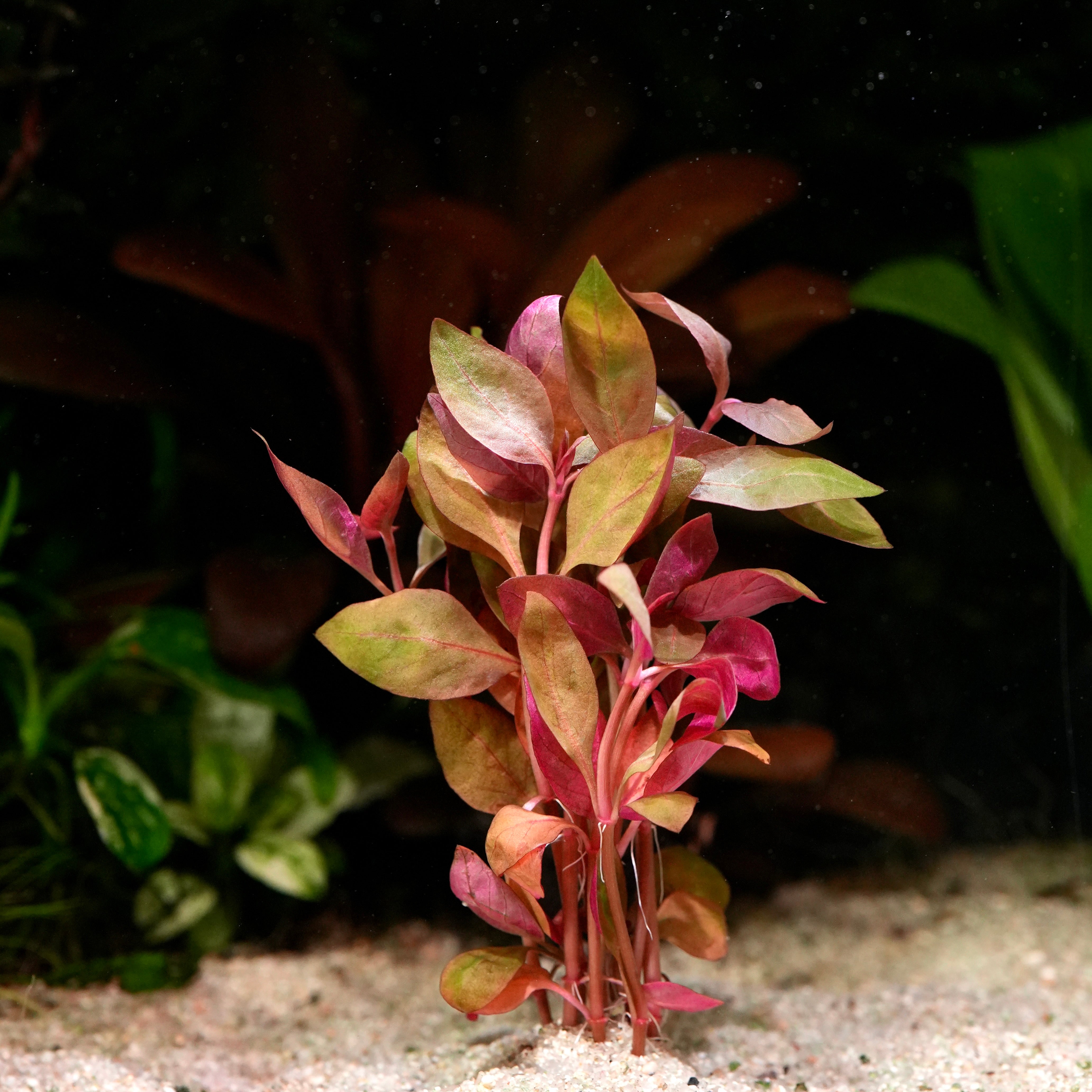 Bunch of alternanthera reineckii lilacina aquarium plant in sand