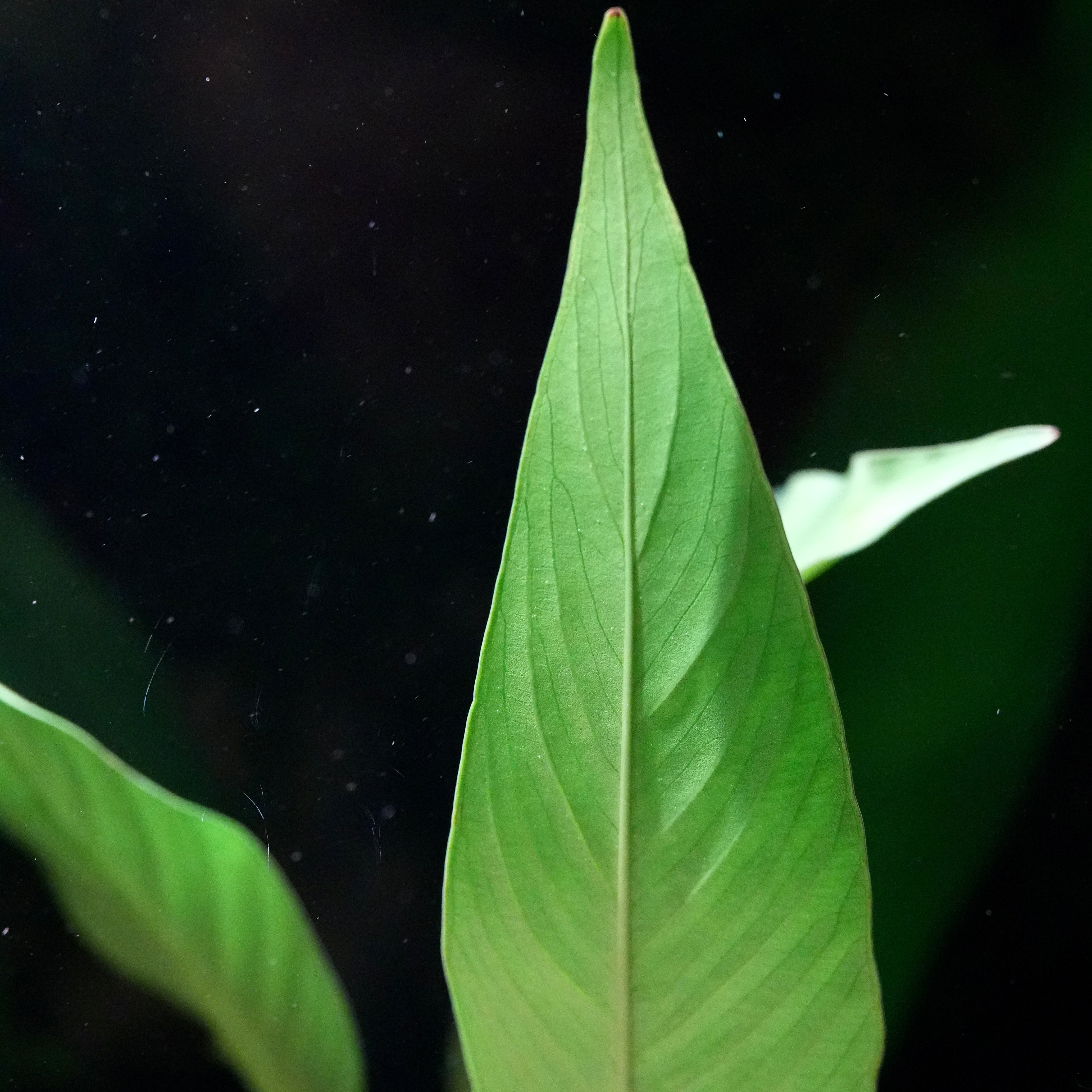 Leaf vein of anubias afzelii large aquarium plant