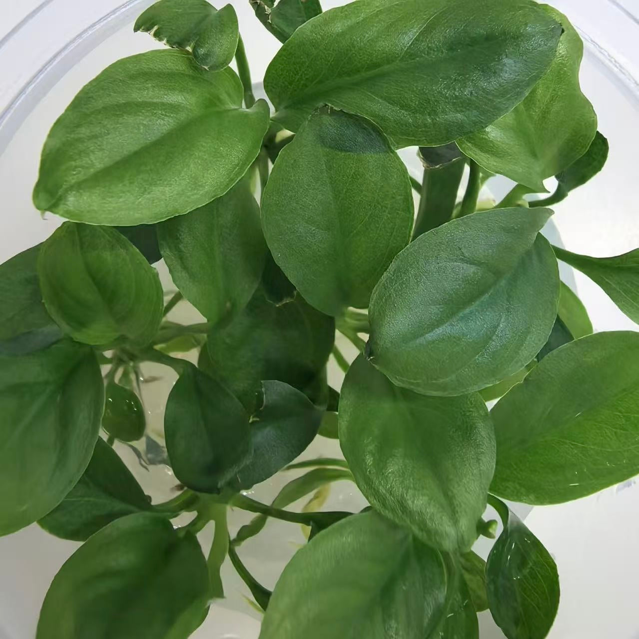 anubias angustifolia aquarium epiphyte plant in vitro