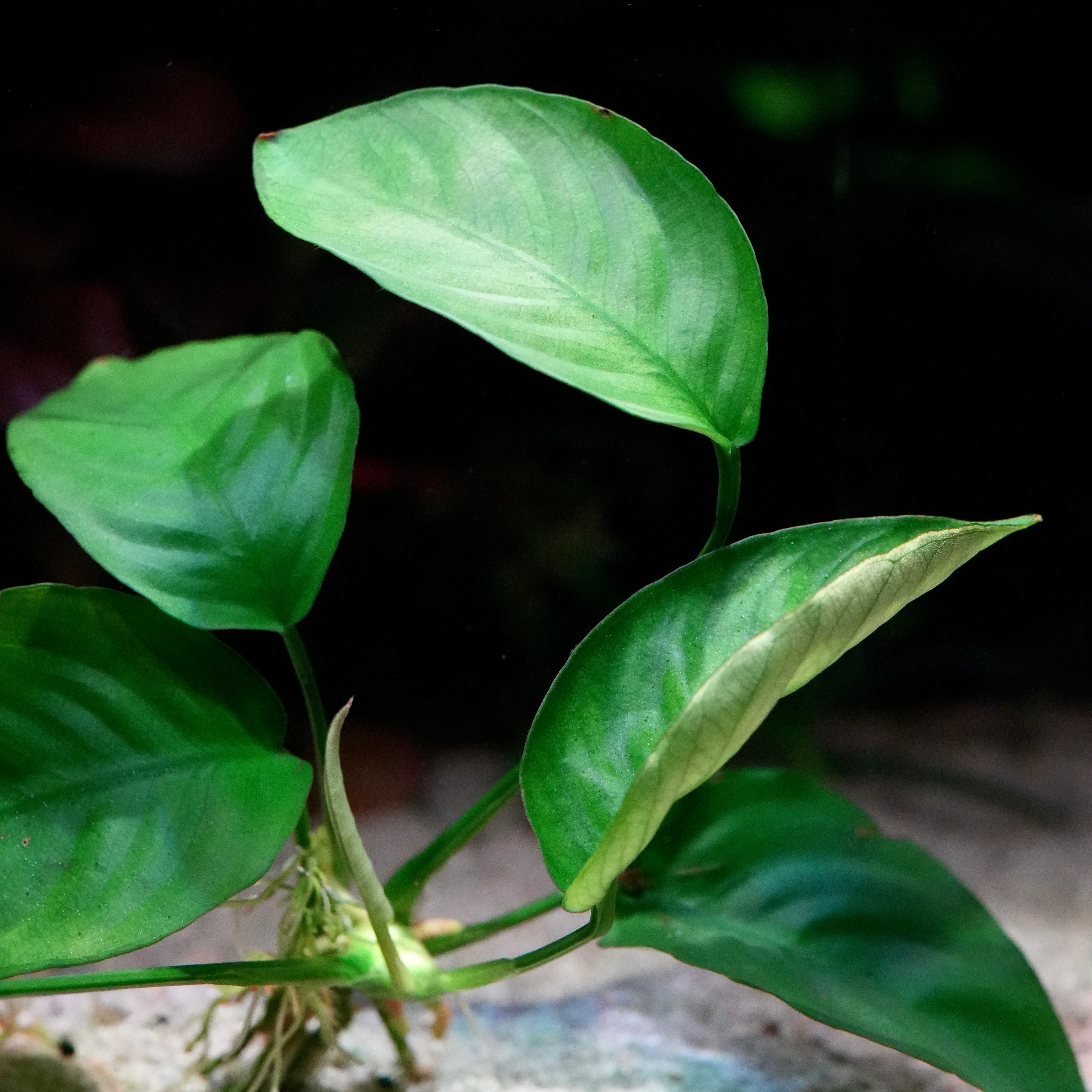 Close-up of green leaves of anubias barteri broad leaf aquarium plant