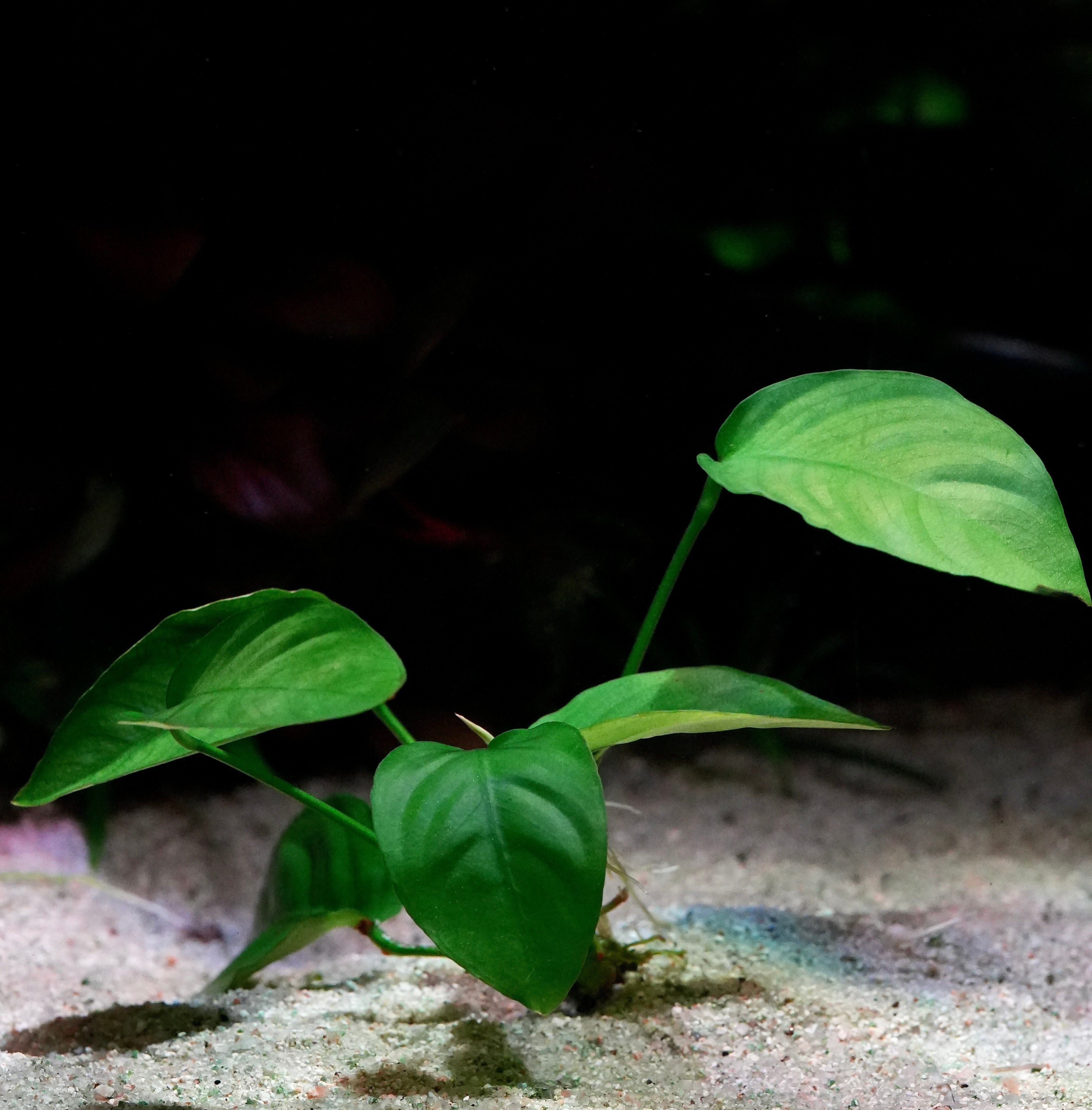 Profile of anubias barteri broad leaf aquarium plant