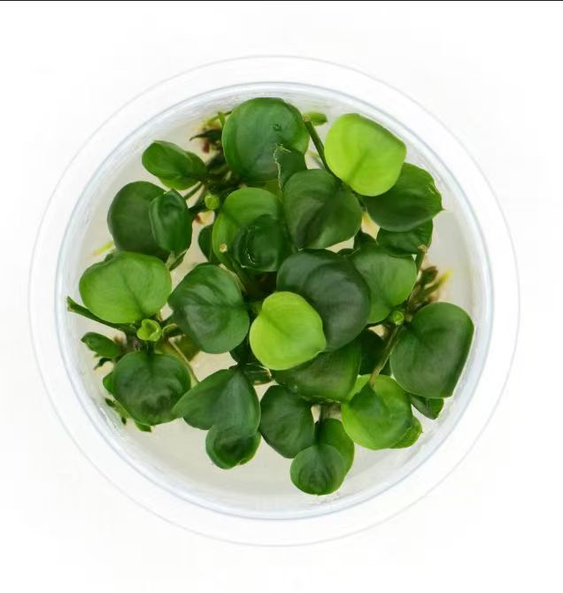 Cup of anubias barteri coin leaf aquarium epiphyte plant in vitro