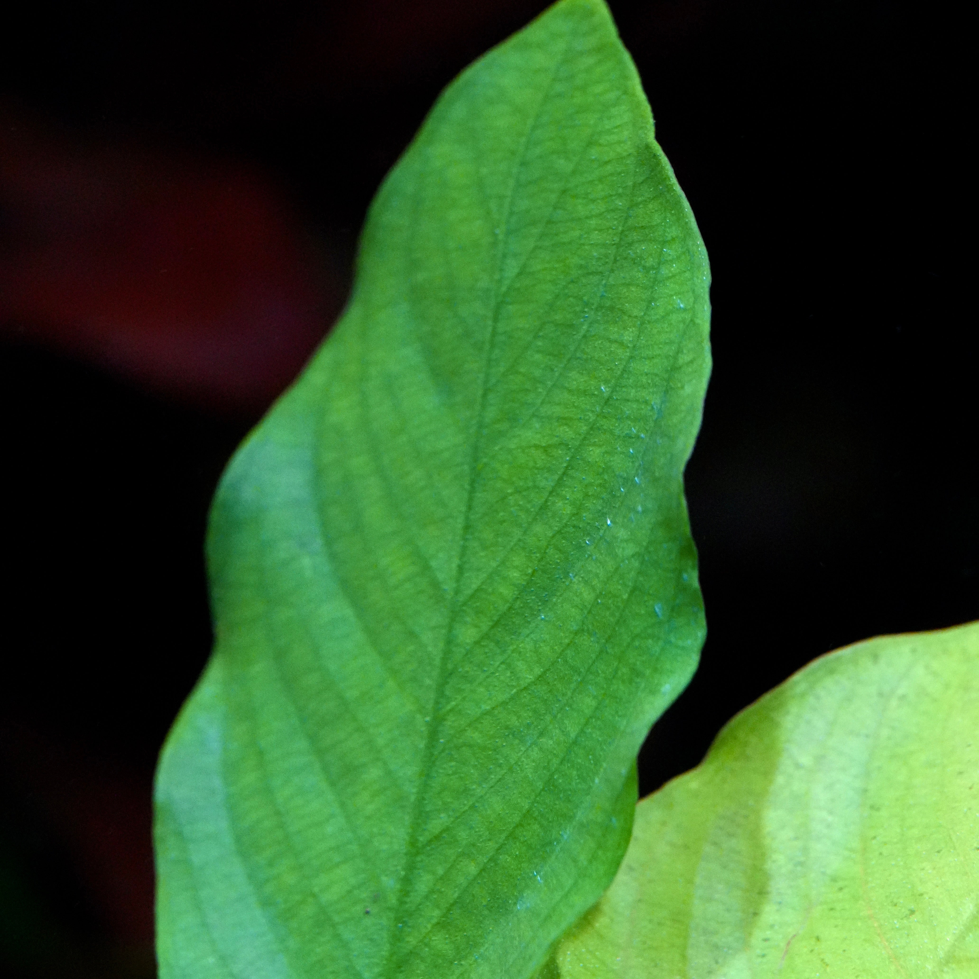 Macro shot of a green leaf anubias barteri crispus aquarium plant with a dark background