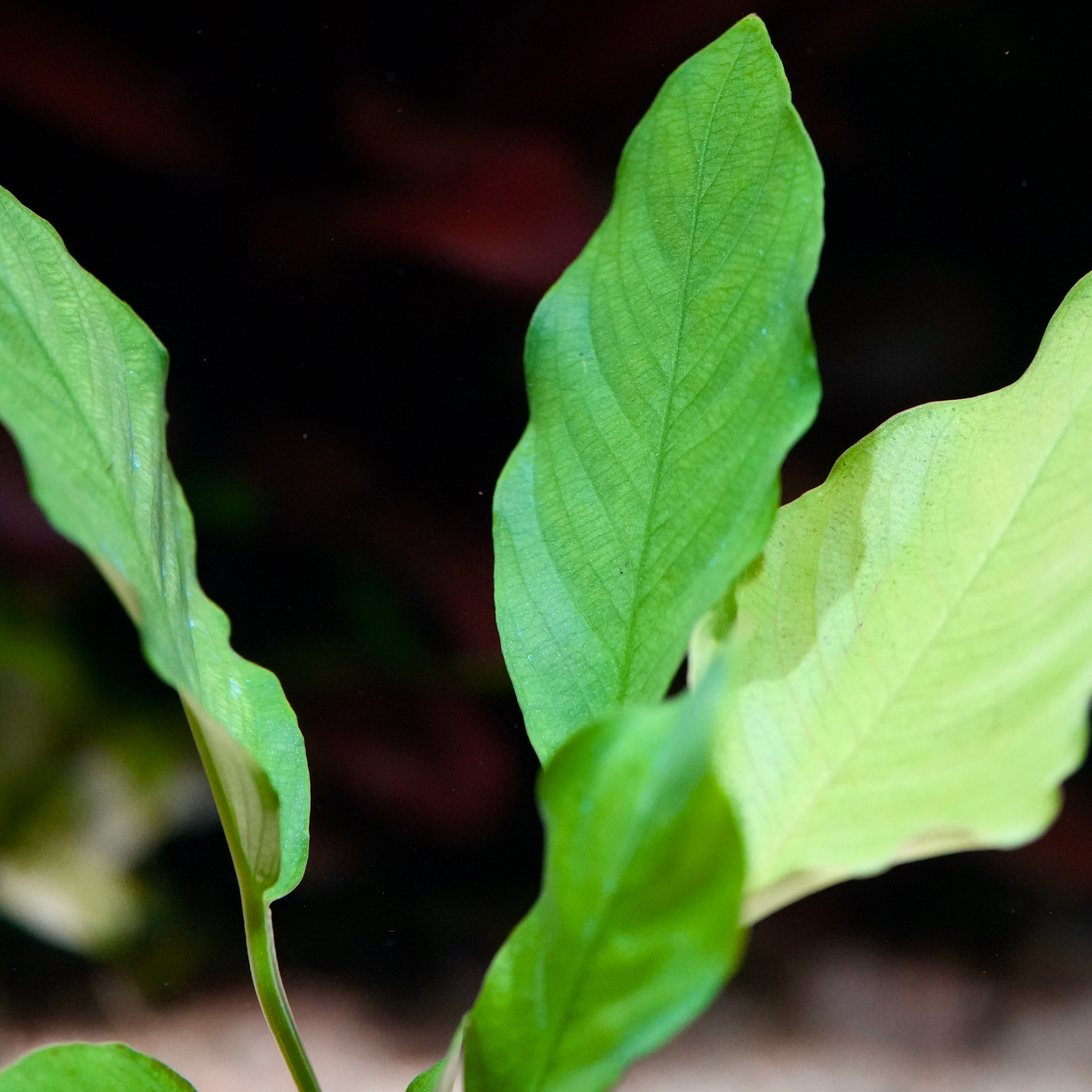 Bunch of anubias barteri crispus aquarium plant leaves