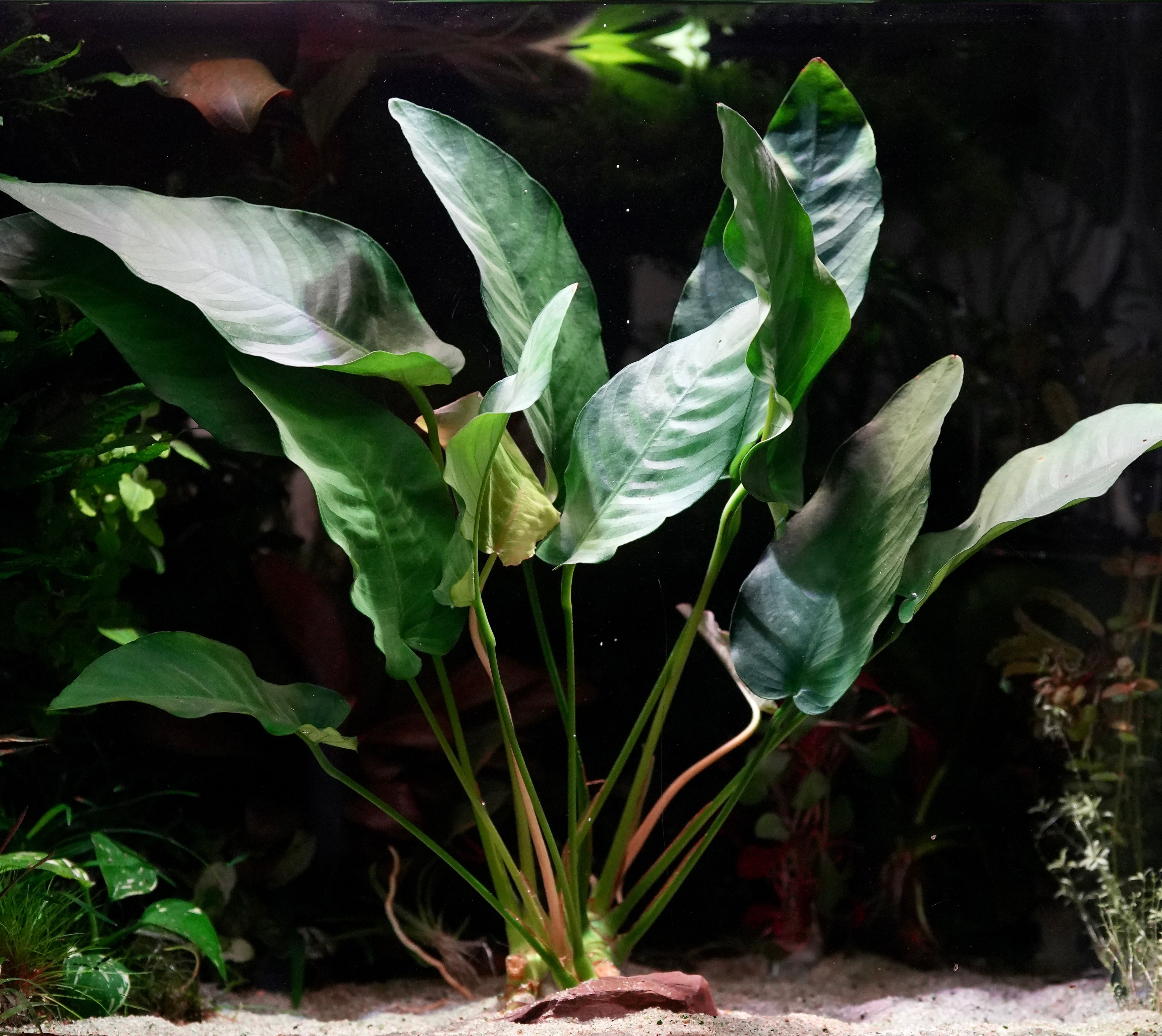 Anubias barteri var barteri aquarium mother plant with large green leaves