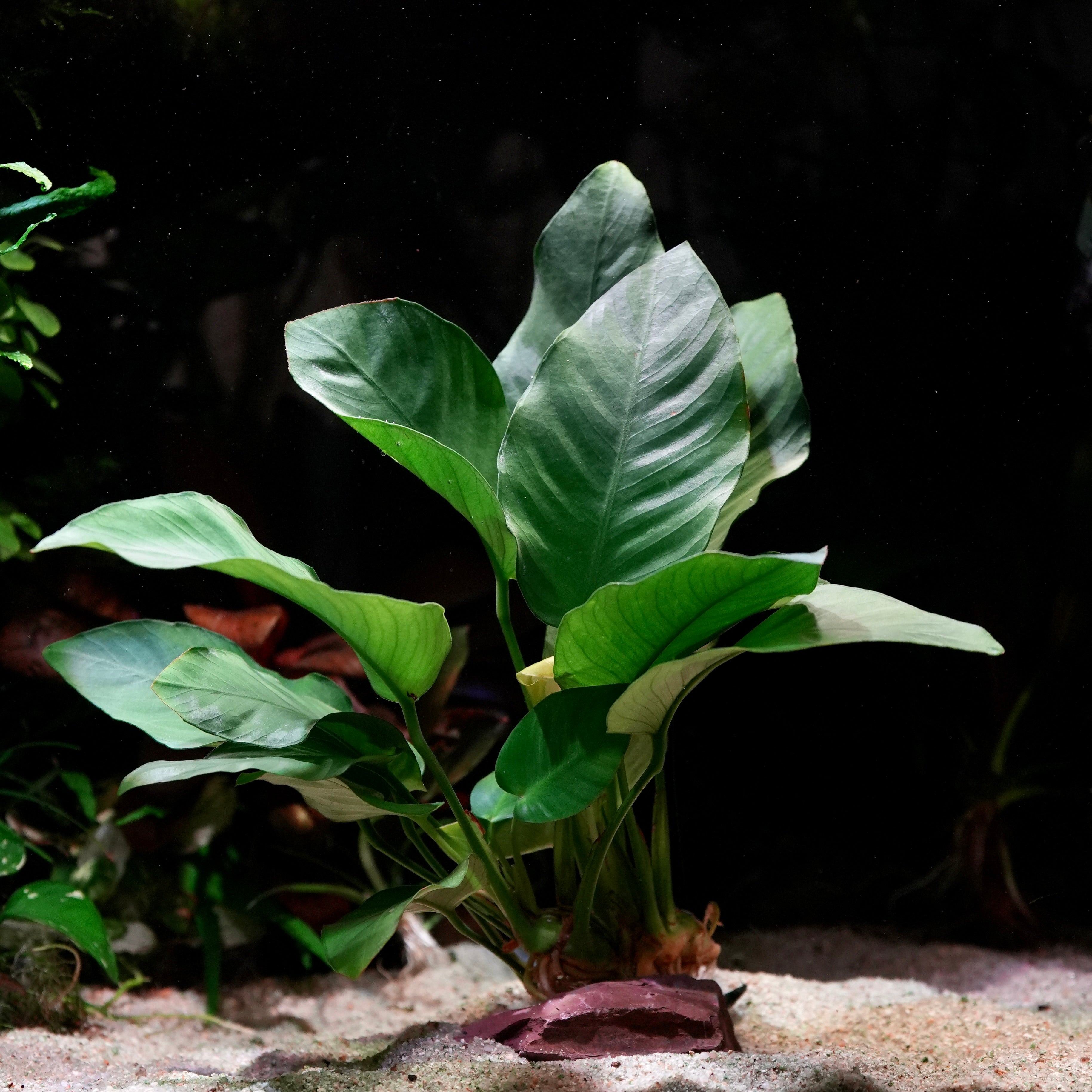 Large mother plant anubias barteri var nana in sand