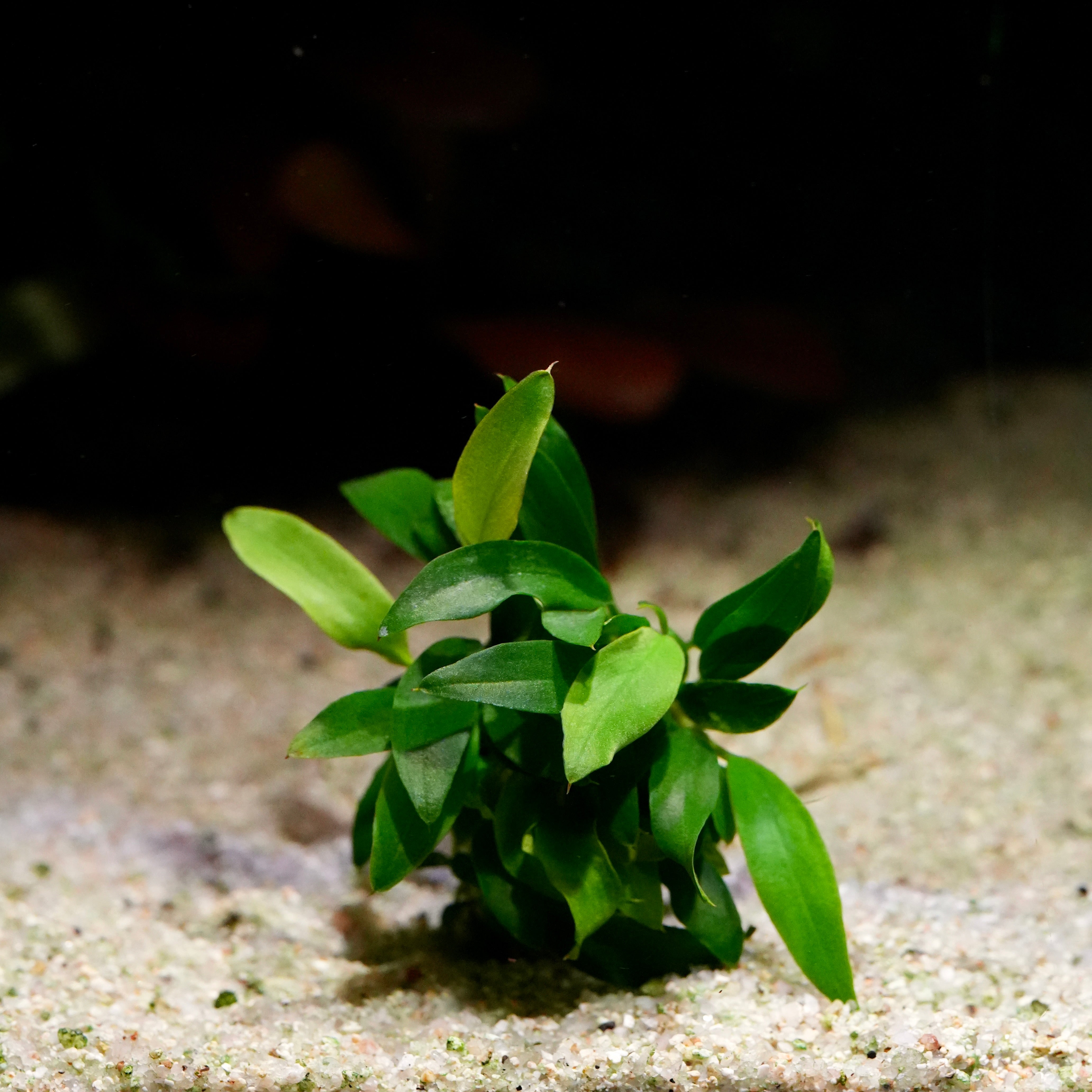 Clump of Anubias chili jalapeno rare aquarium plant in situ